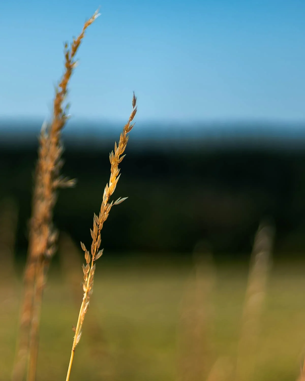 Schöffengrund, dry grass stalks.