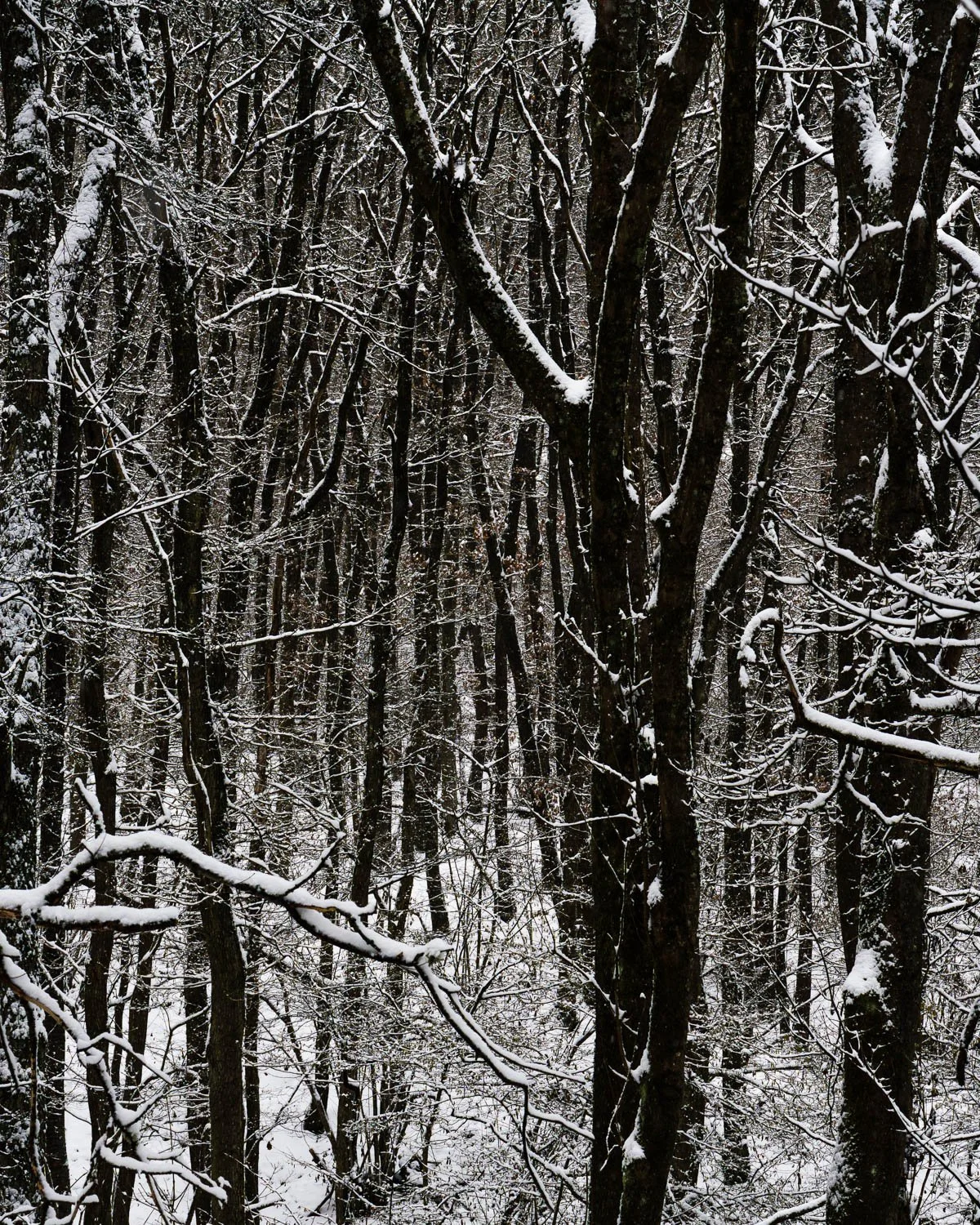 Wetzlar, dense forest.
