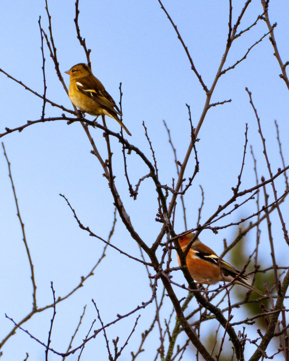 Couple of Common Chaffinches, sexual dimorphism.