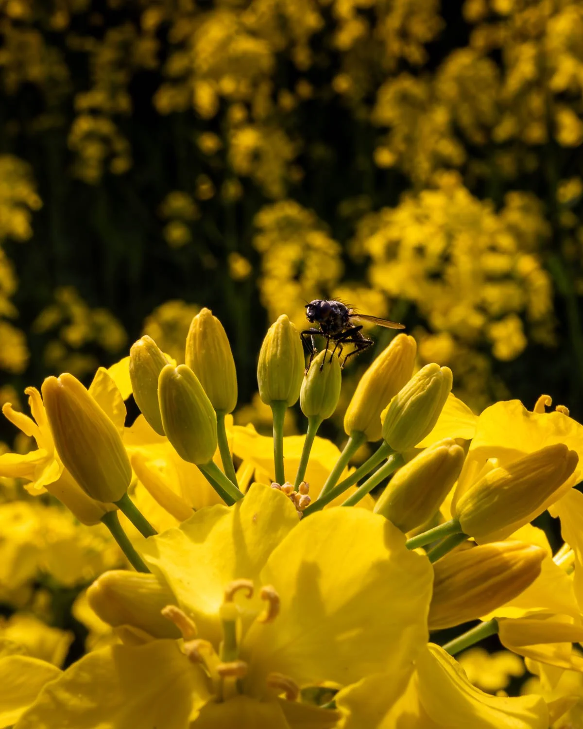Fly on rapeseed flower.