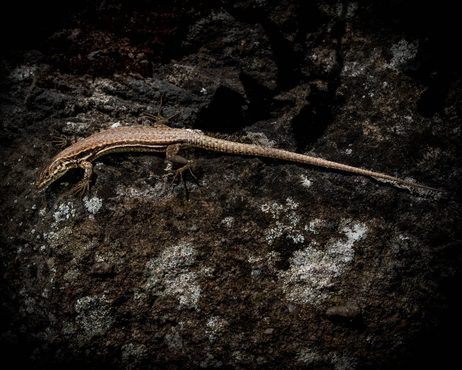 Castle ruin Falkenstein, Donnersberg, little lizard.