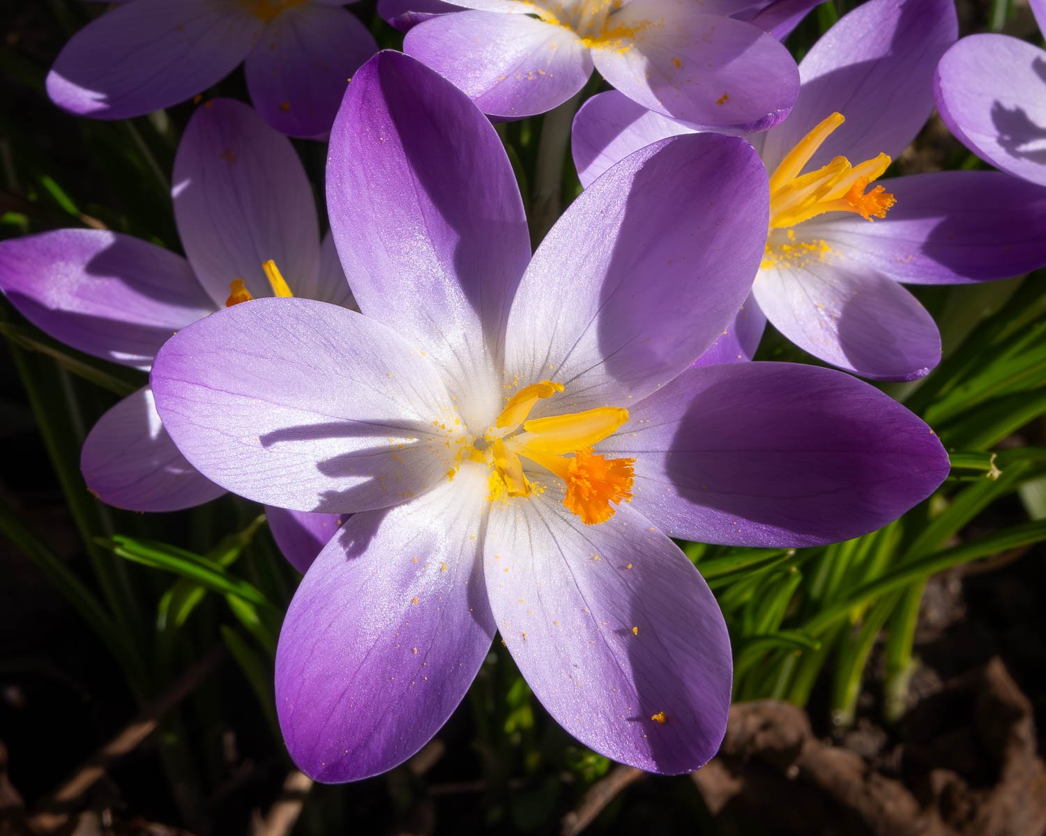 Crocus.