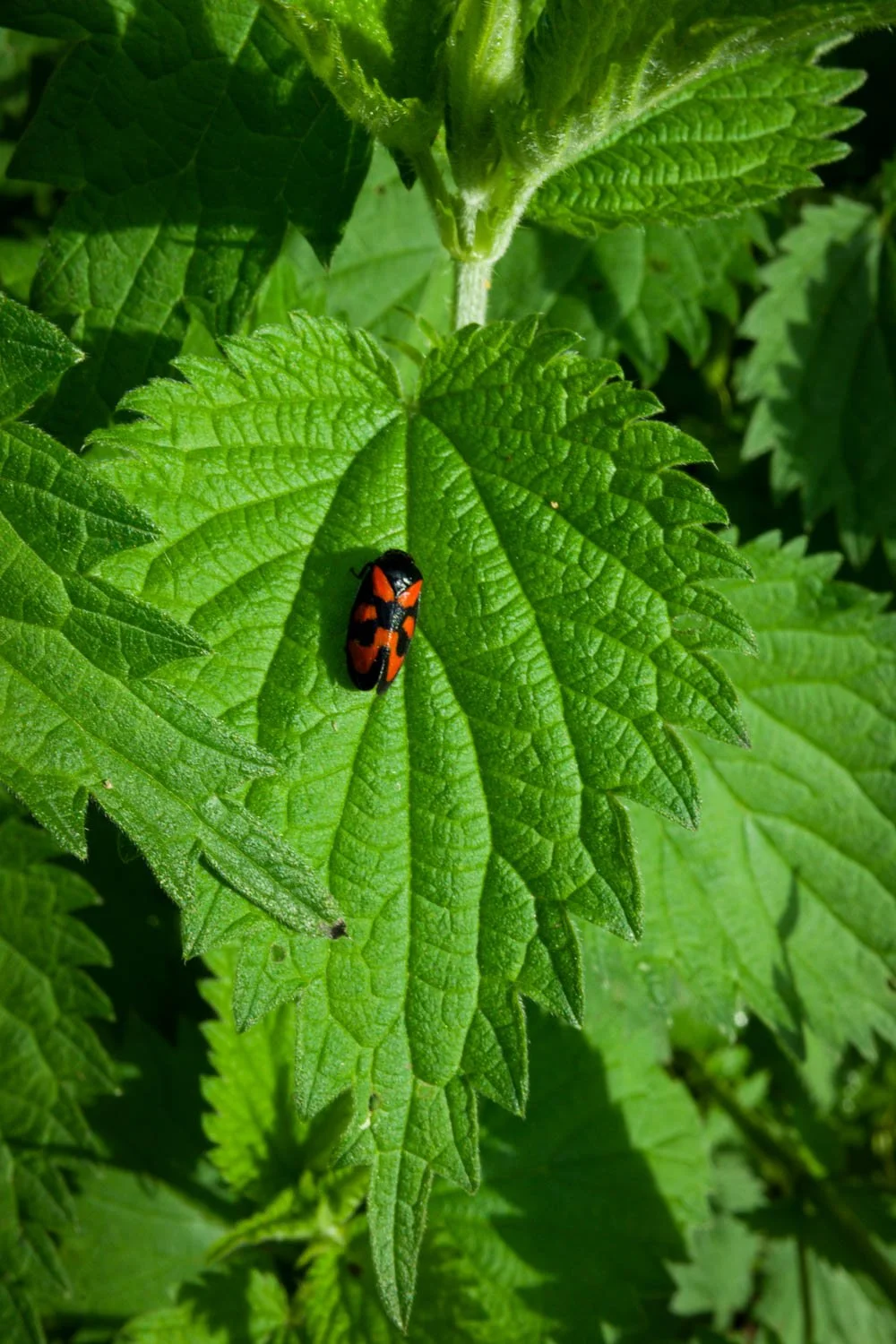 Nettles.