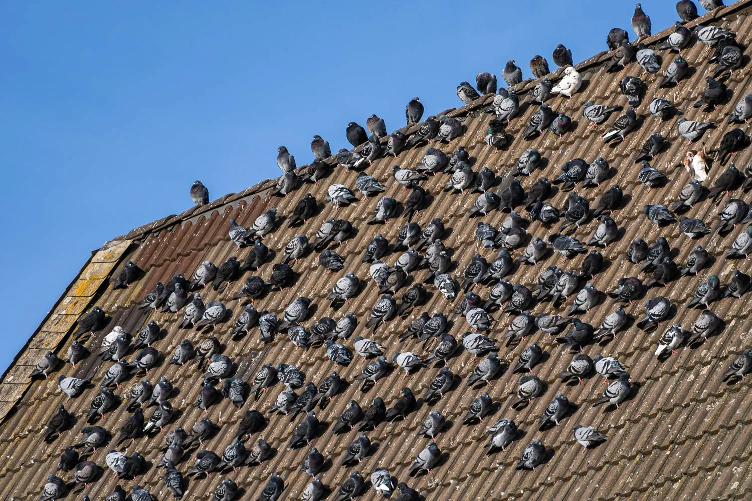 Butzbach, pigeons warming themselves in the sunlight in winter.