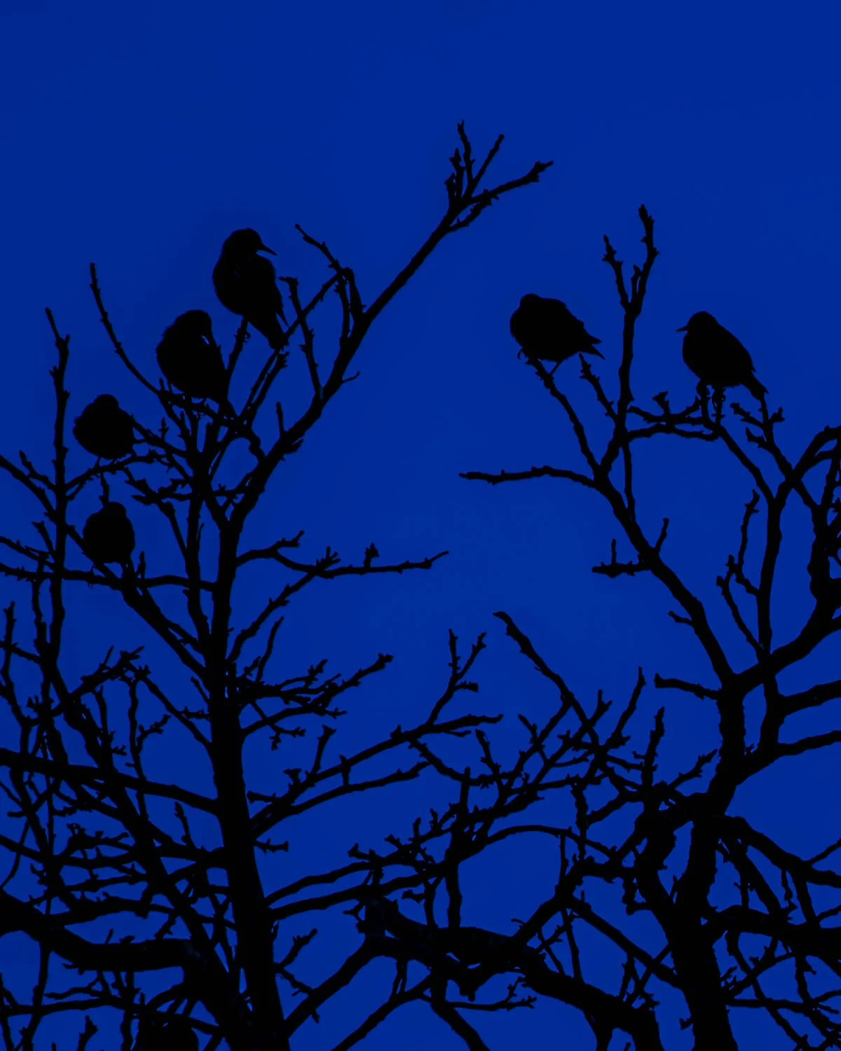 National nature reserve Weinberg, starlings at sundown. Not edited much.