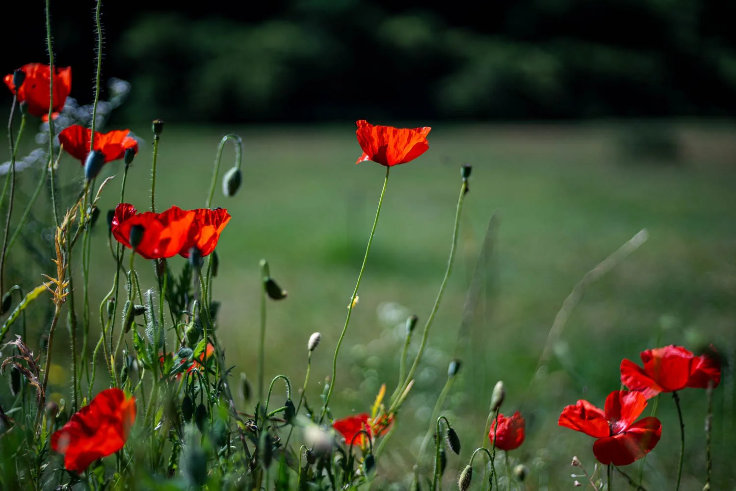 Schöffengrund, red poppies.