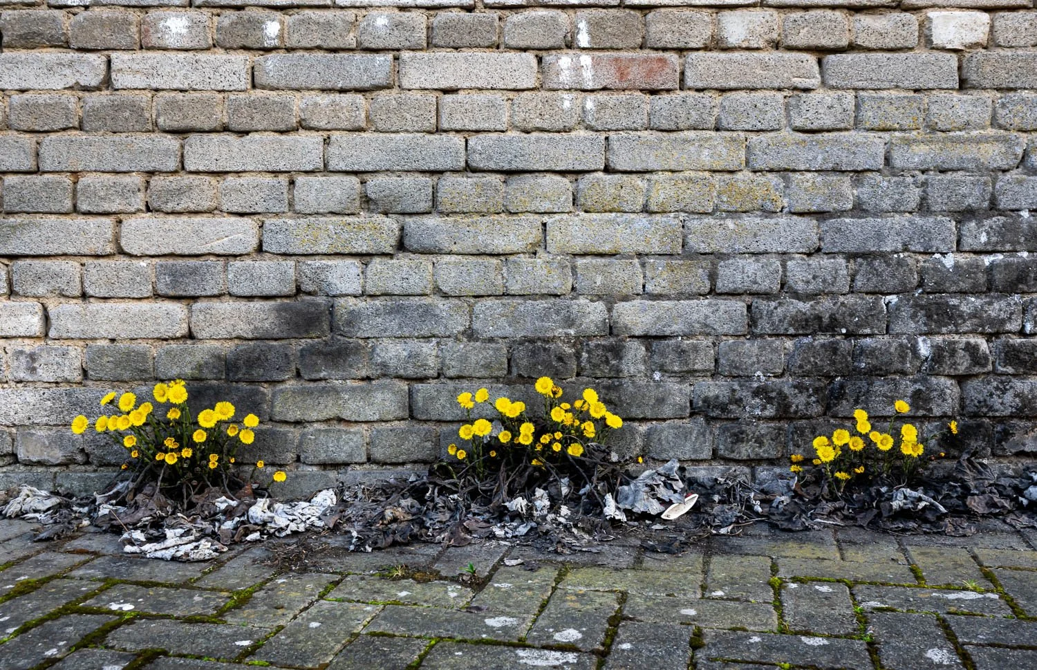 Wetzlar, coltsfoot.