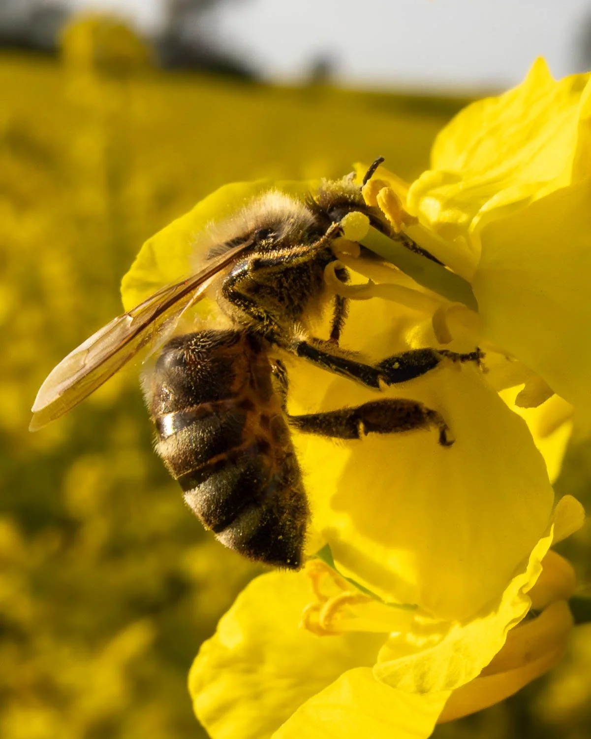 Bee in rapeseed field.