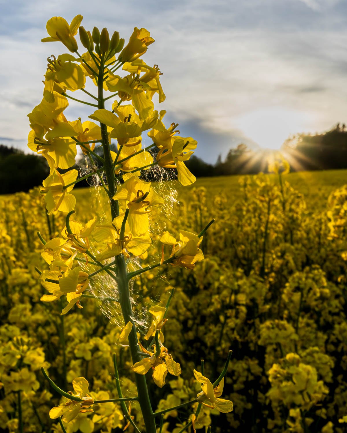Rapeseed field.
