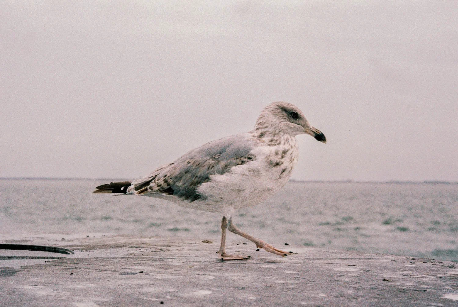 Vlissingen, Zeeland, Wolfen NC500