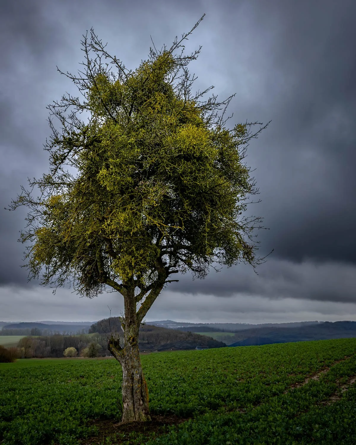 Obererbach, old apple tree with mistletoes.
