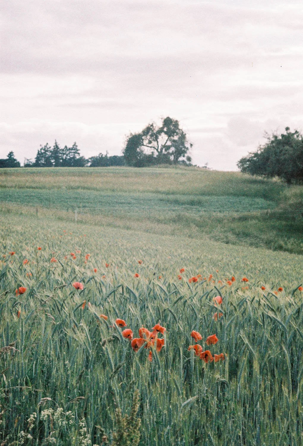 Wetzlar, agricultural landscape, Wolfen NC500