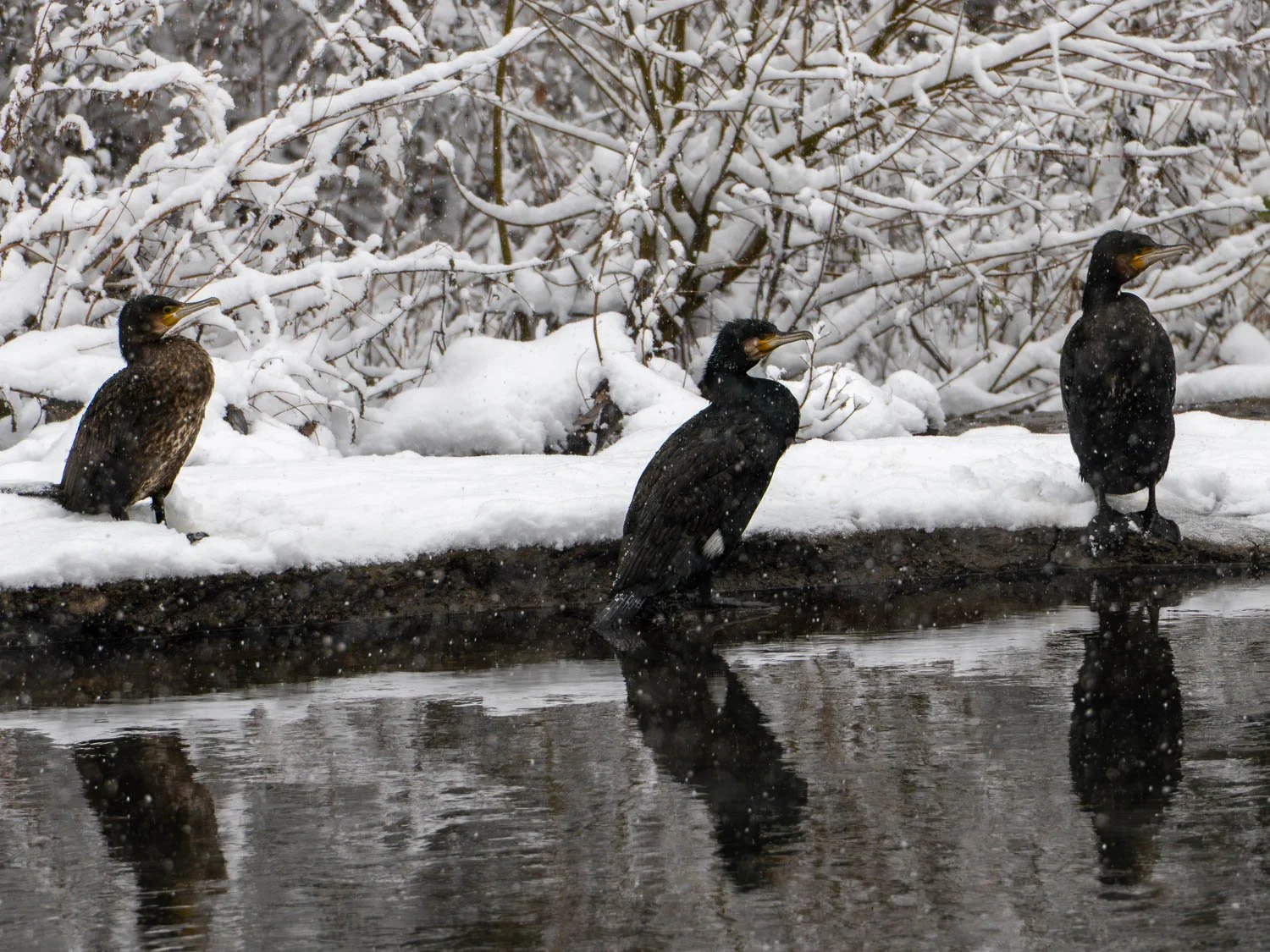Wetzlar, cormorants.