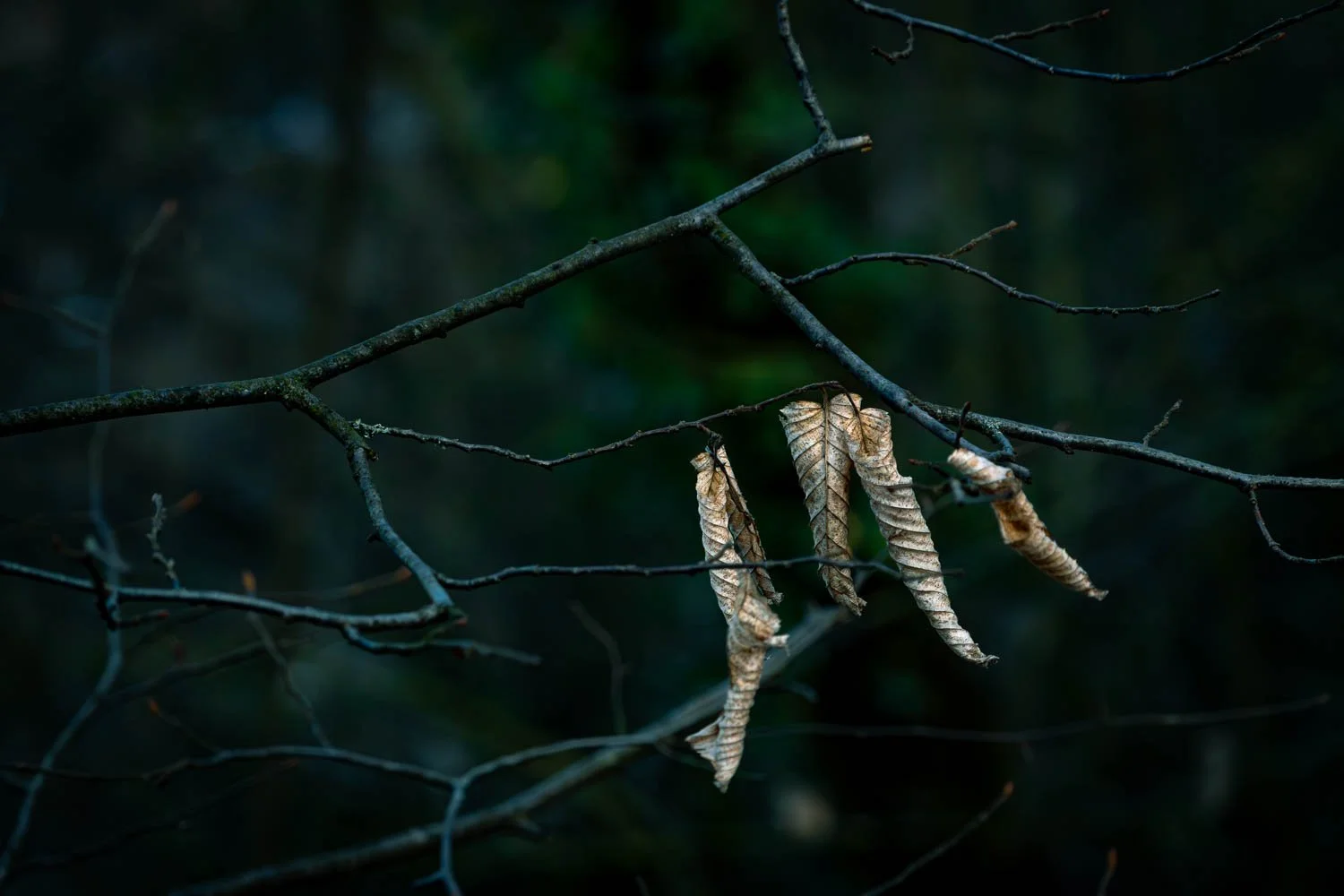 Autumn Leaves.
