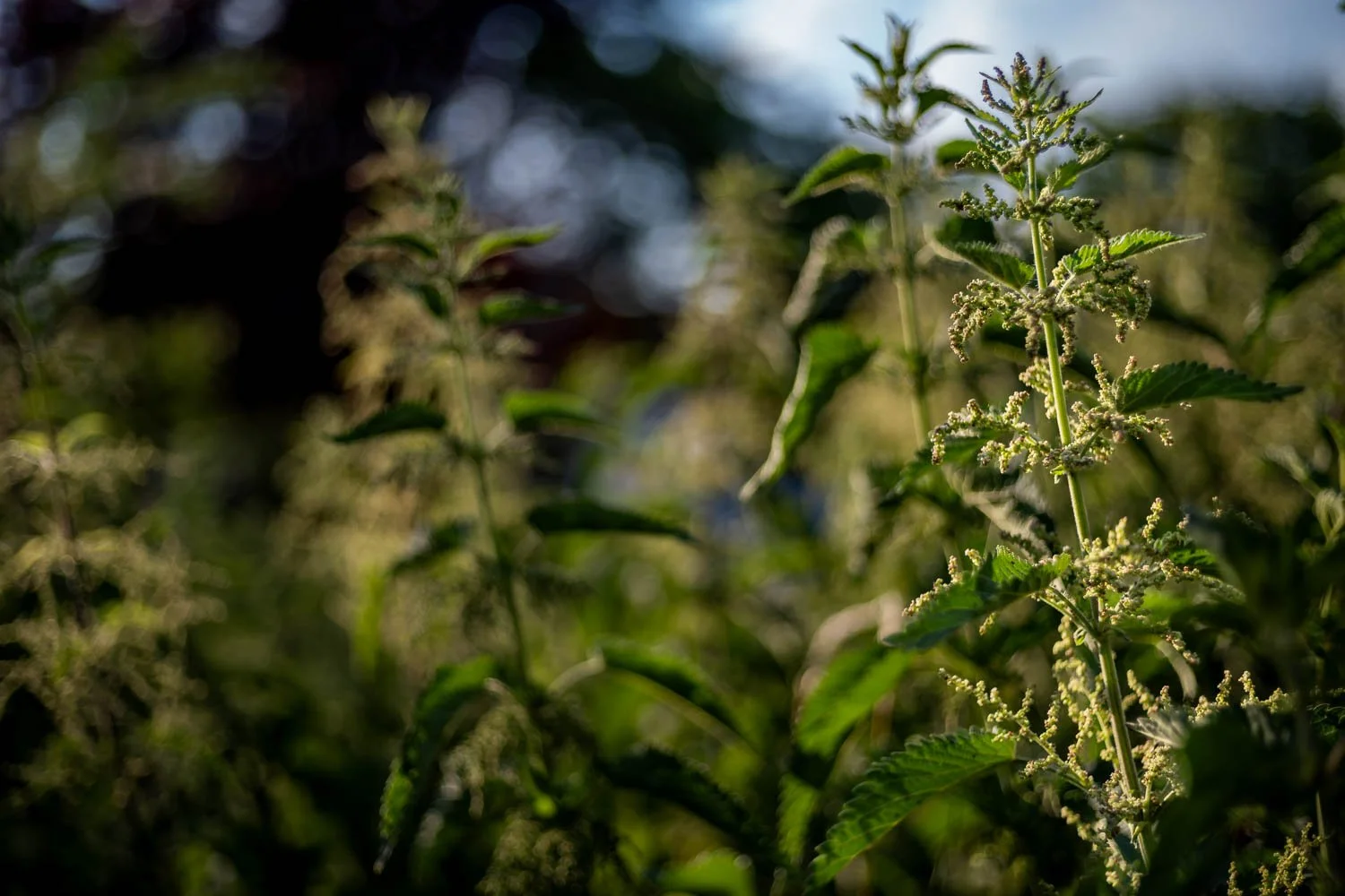 Nettles.