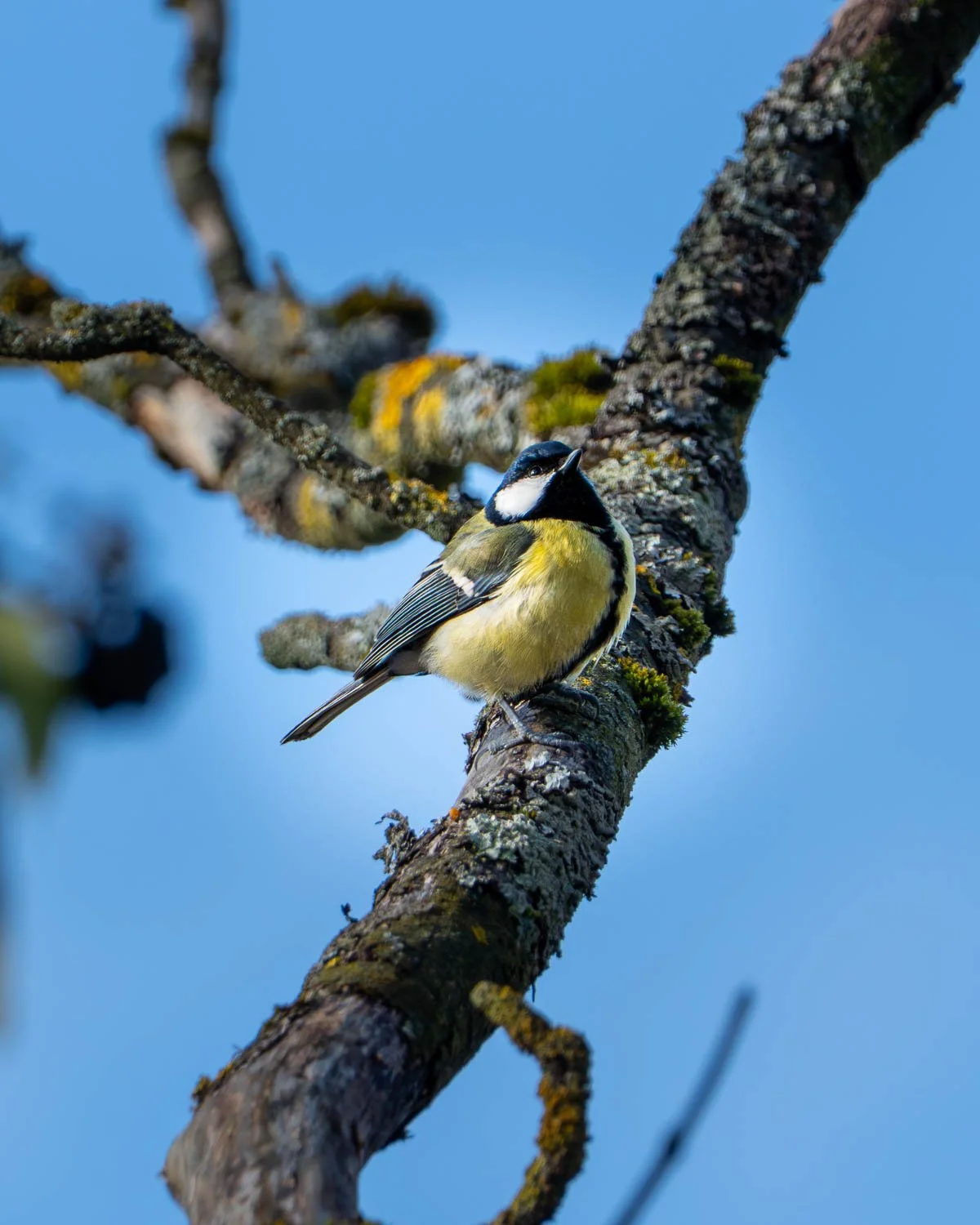 A bird called "great tit" or "great titmouse" in English.