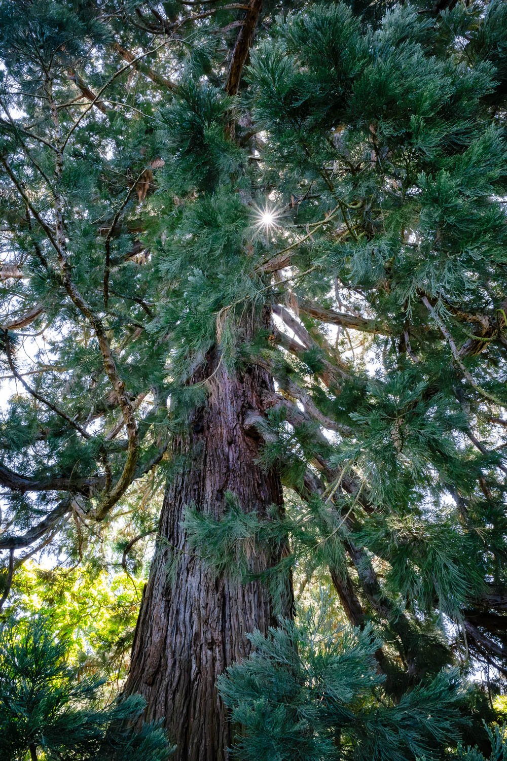 Weinheim, old redwood tree.