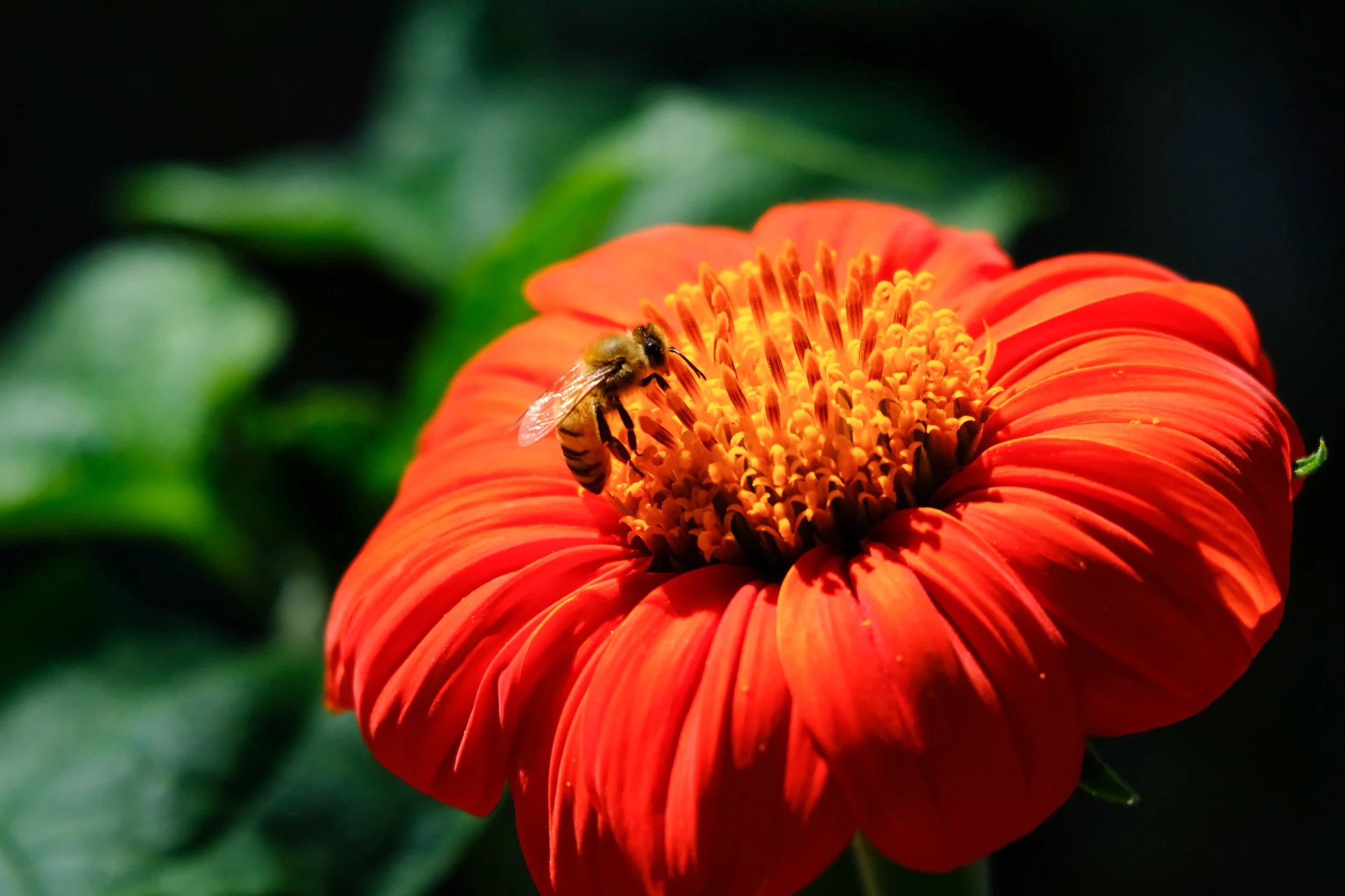 DSCF4282-2.jpg