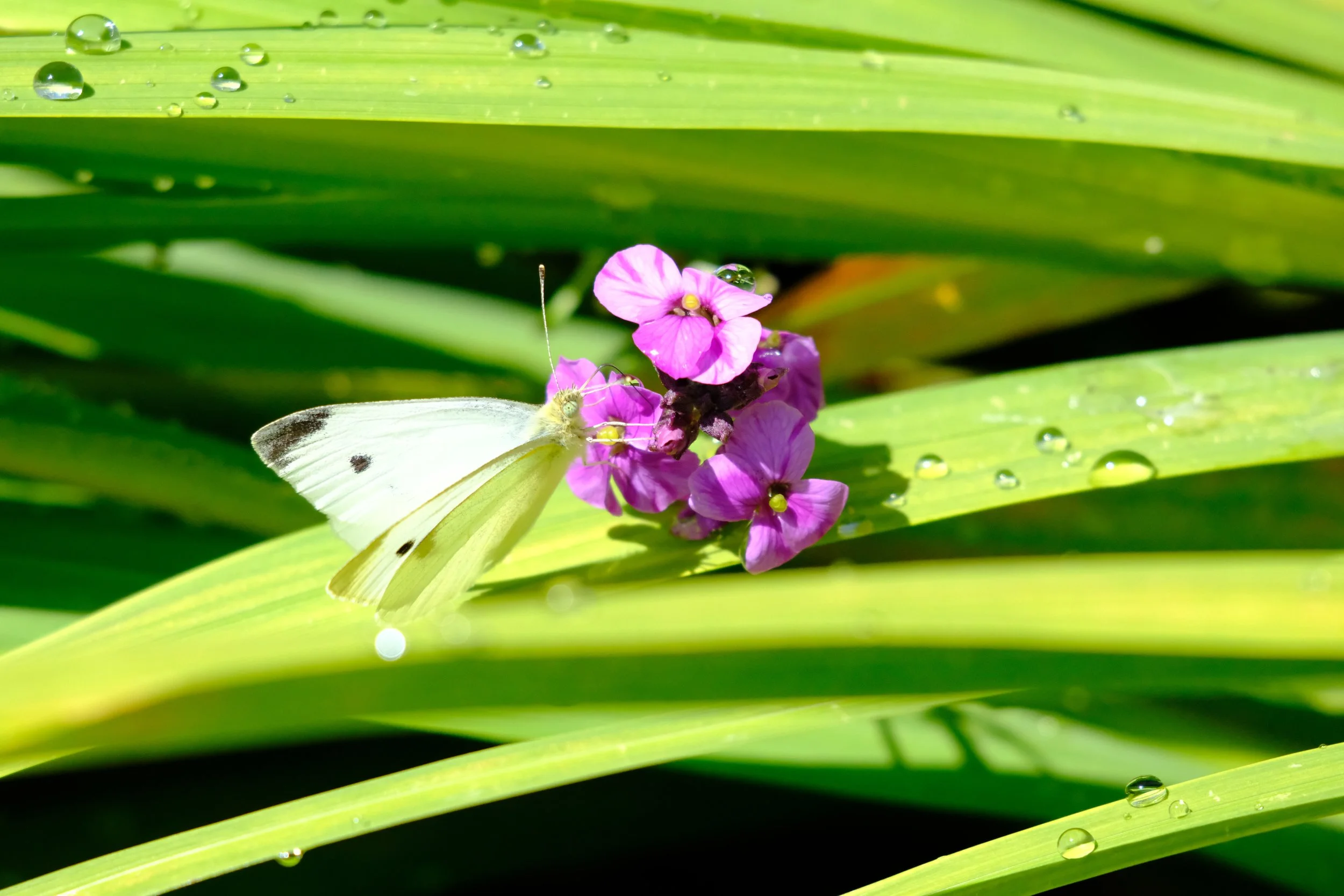 DSCF4309.JPG