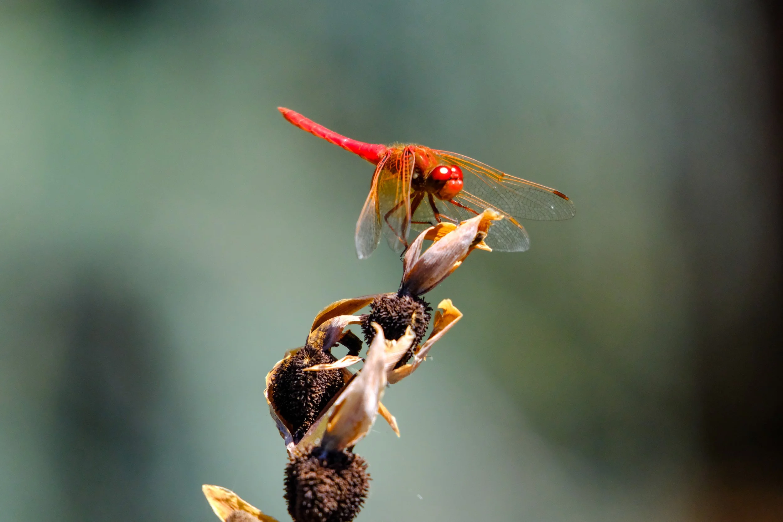 DSCF4317-2.jpg