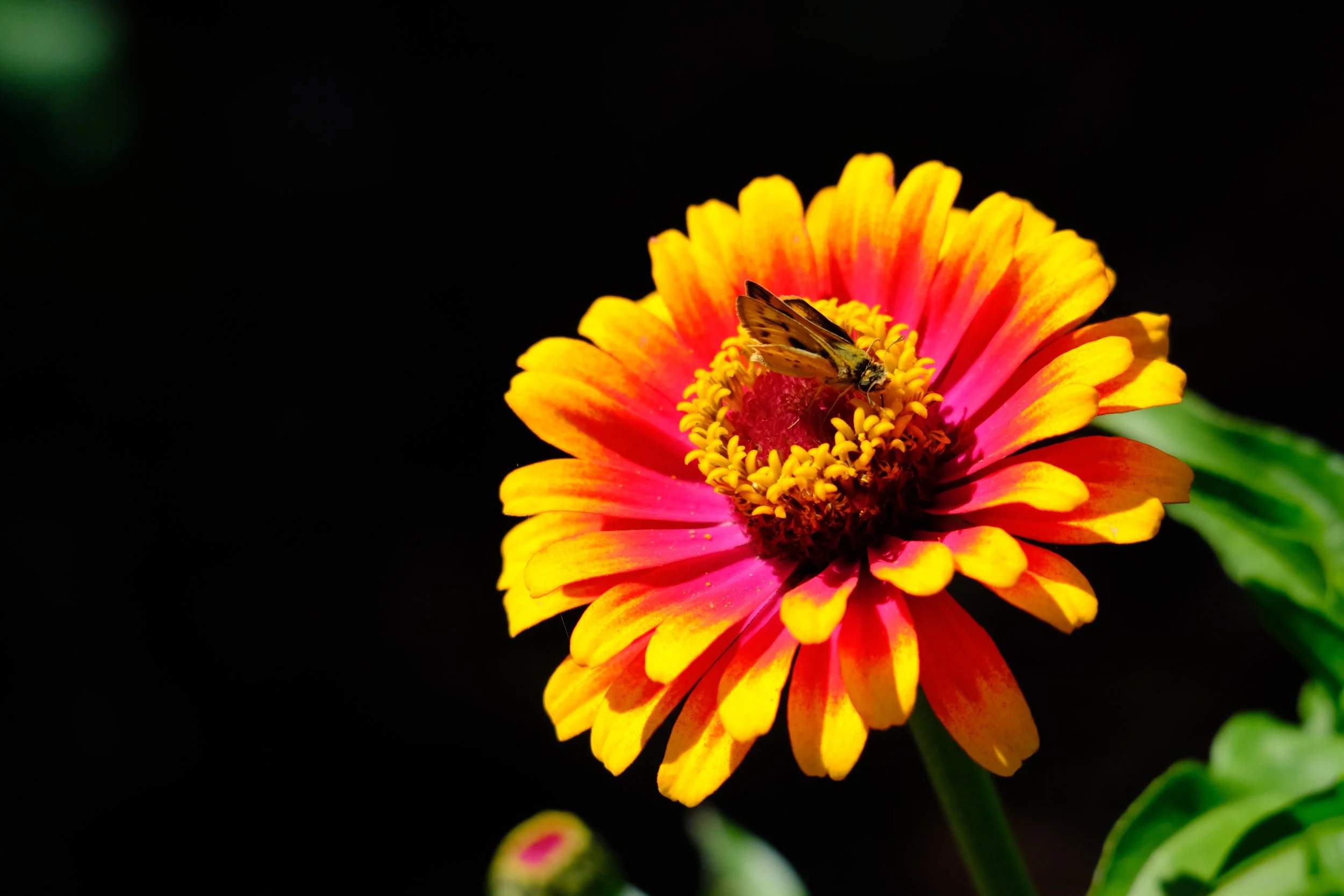 DSCF4275-2.jpg