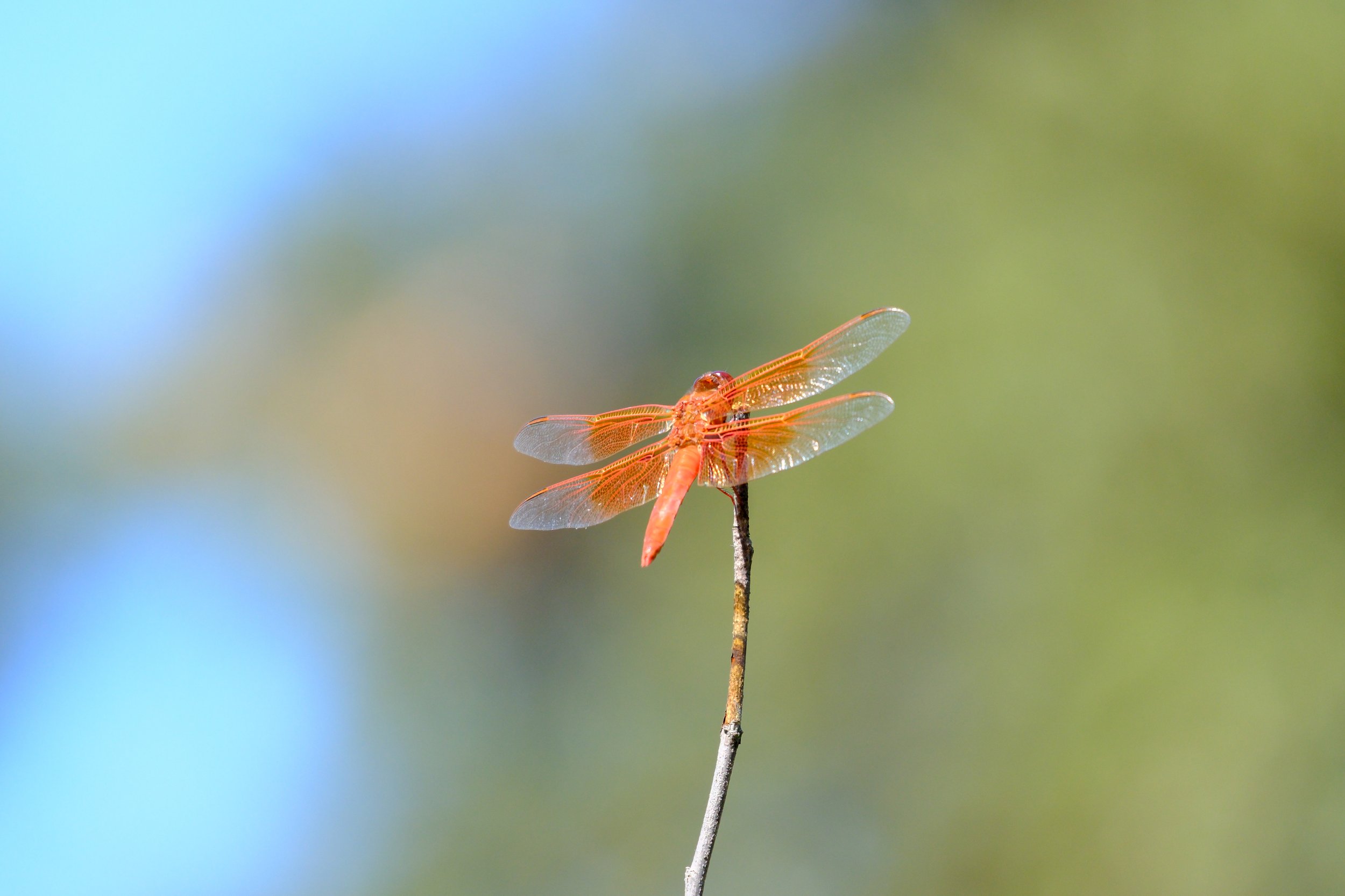 DSCF4257-2.jpg