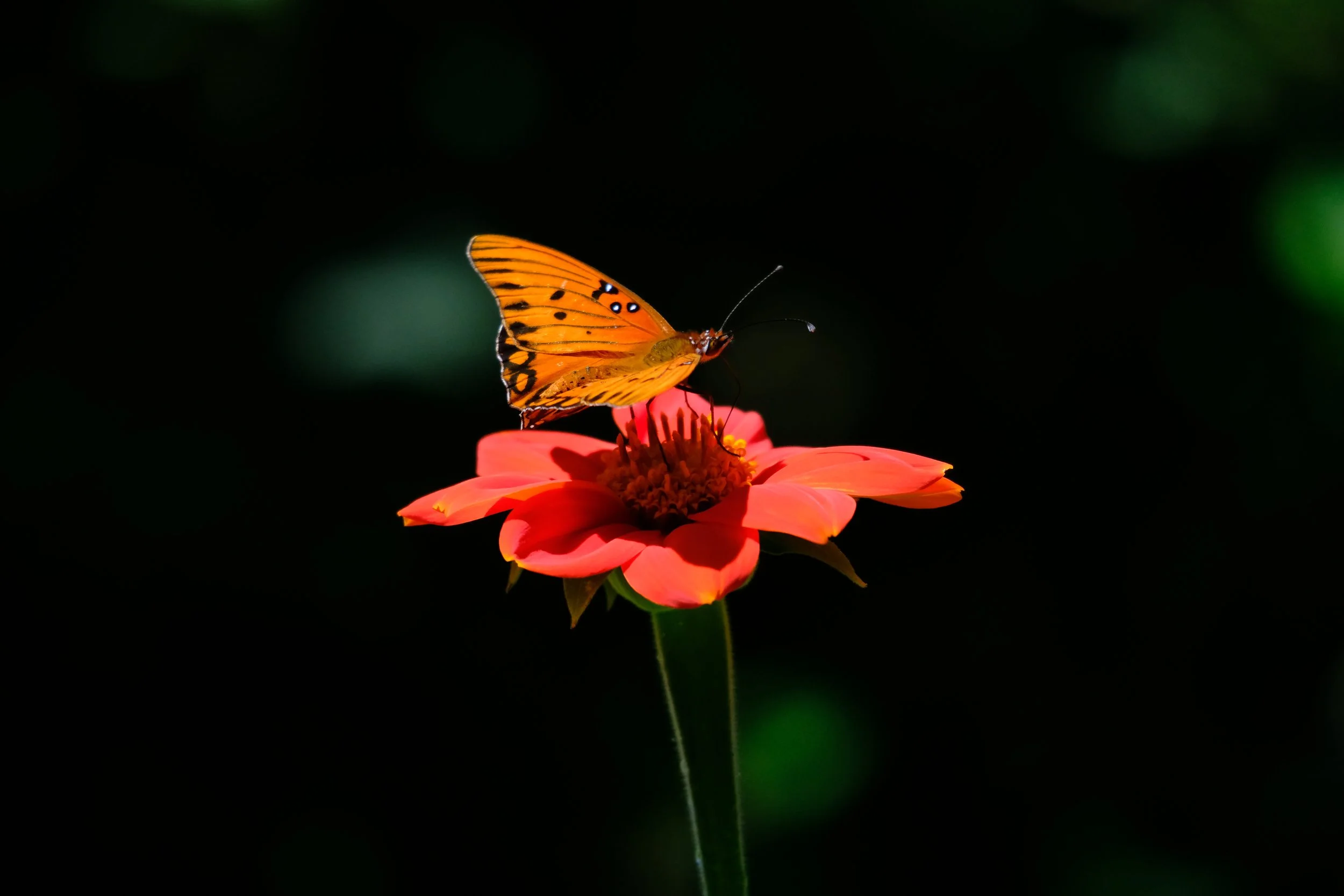 DSCF4348.JPG