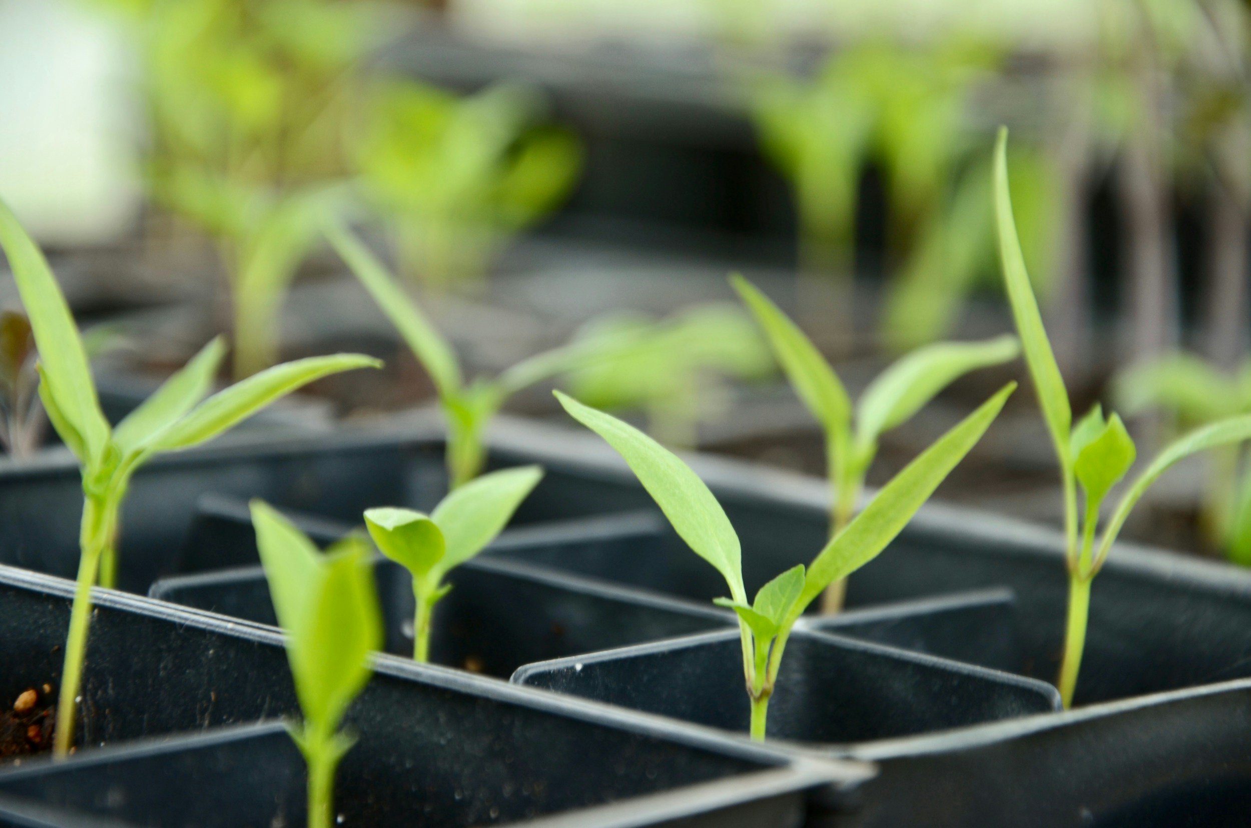 Close-up of young green seedlings growing in black seedling trays, with blurred green foliage in the background.