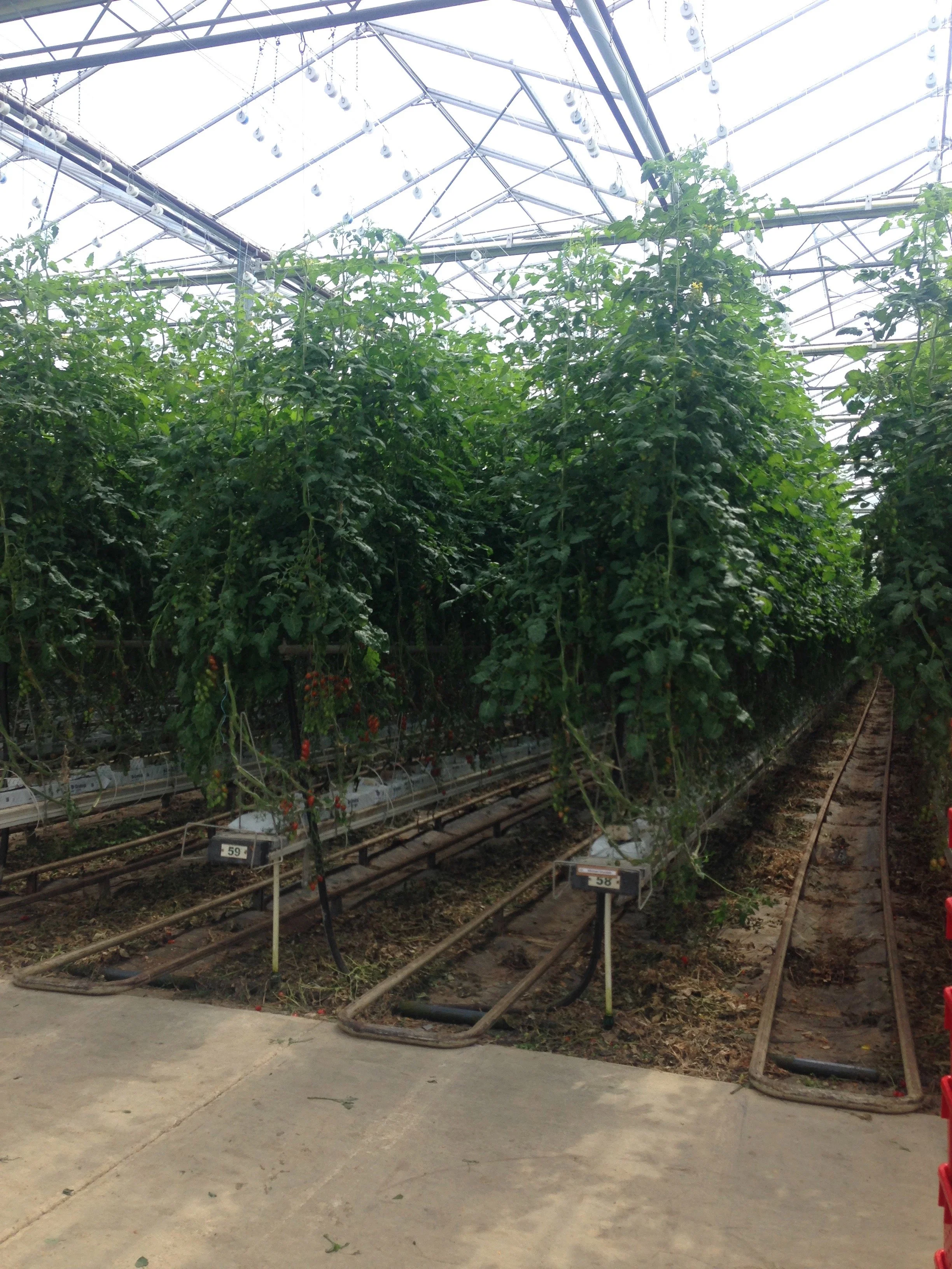 Inside a greenhouse, lush tomato plants grow along trellises, with the roof structure overhead and a concrete floor at the front.
