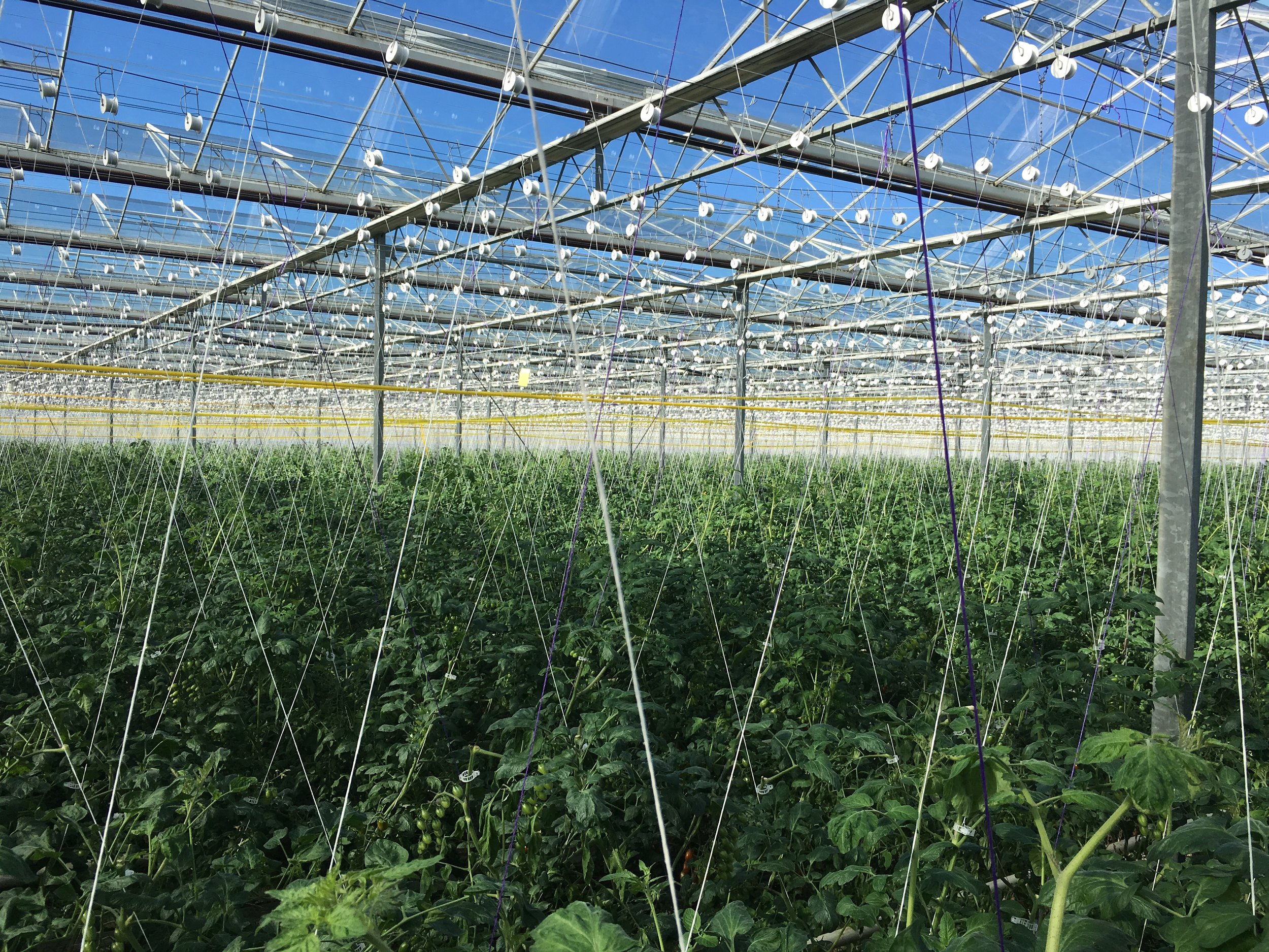 Inside a greenhouse with metal structure, numerous white devices hanging from above, and rows of green plants growing below.