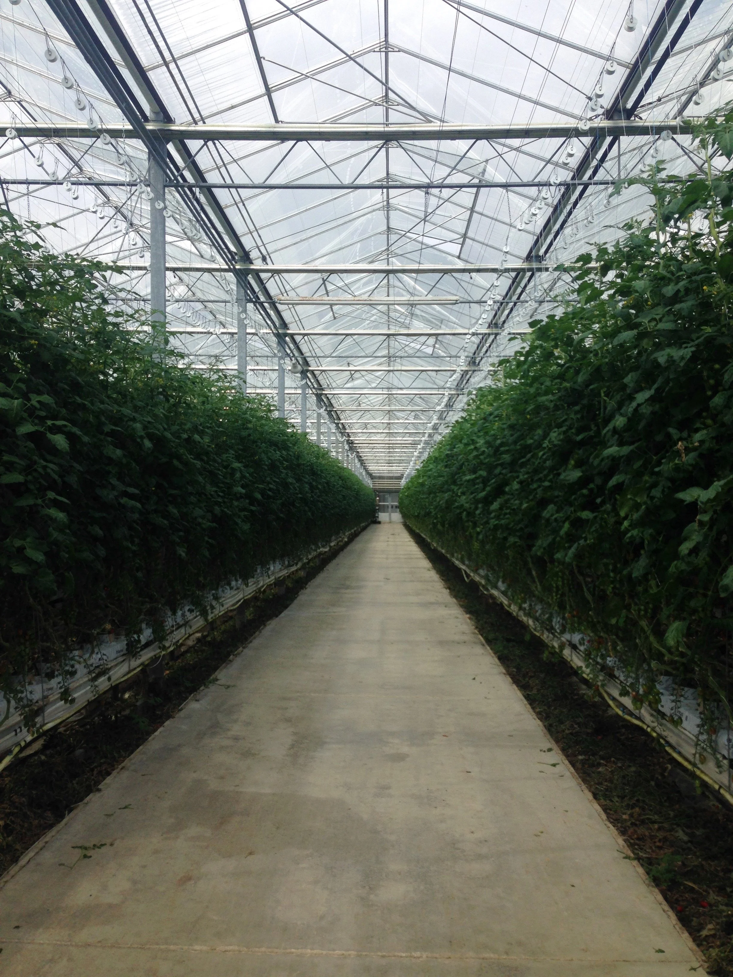 Inside a greenhouse with a concrete walkway, green plants on either side, and a glass roof with metal framework.