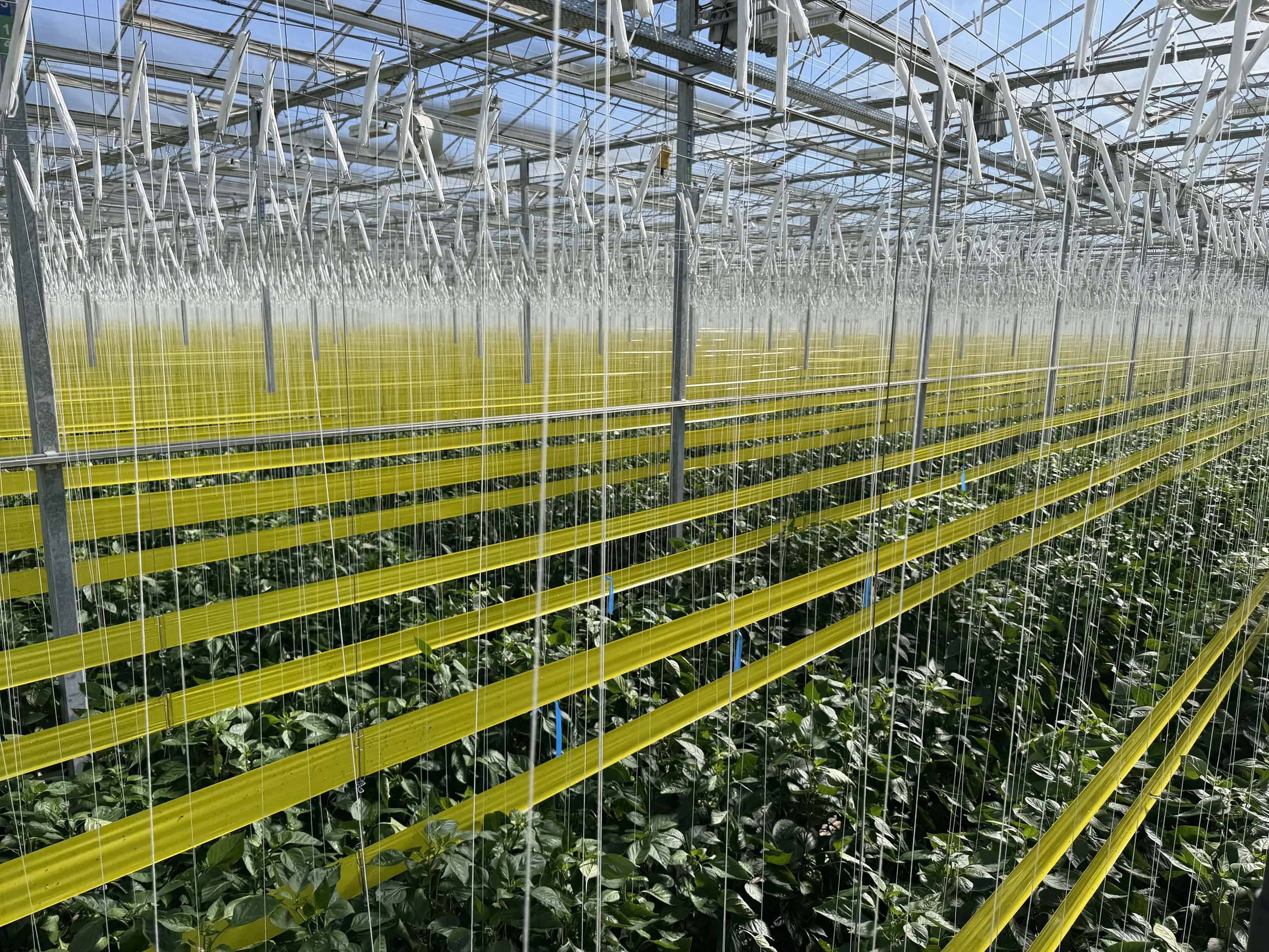 Inside a greenhouse with metal framework, rows of plants, and hanging irrigation systems.