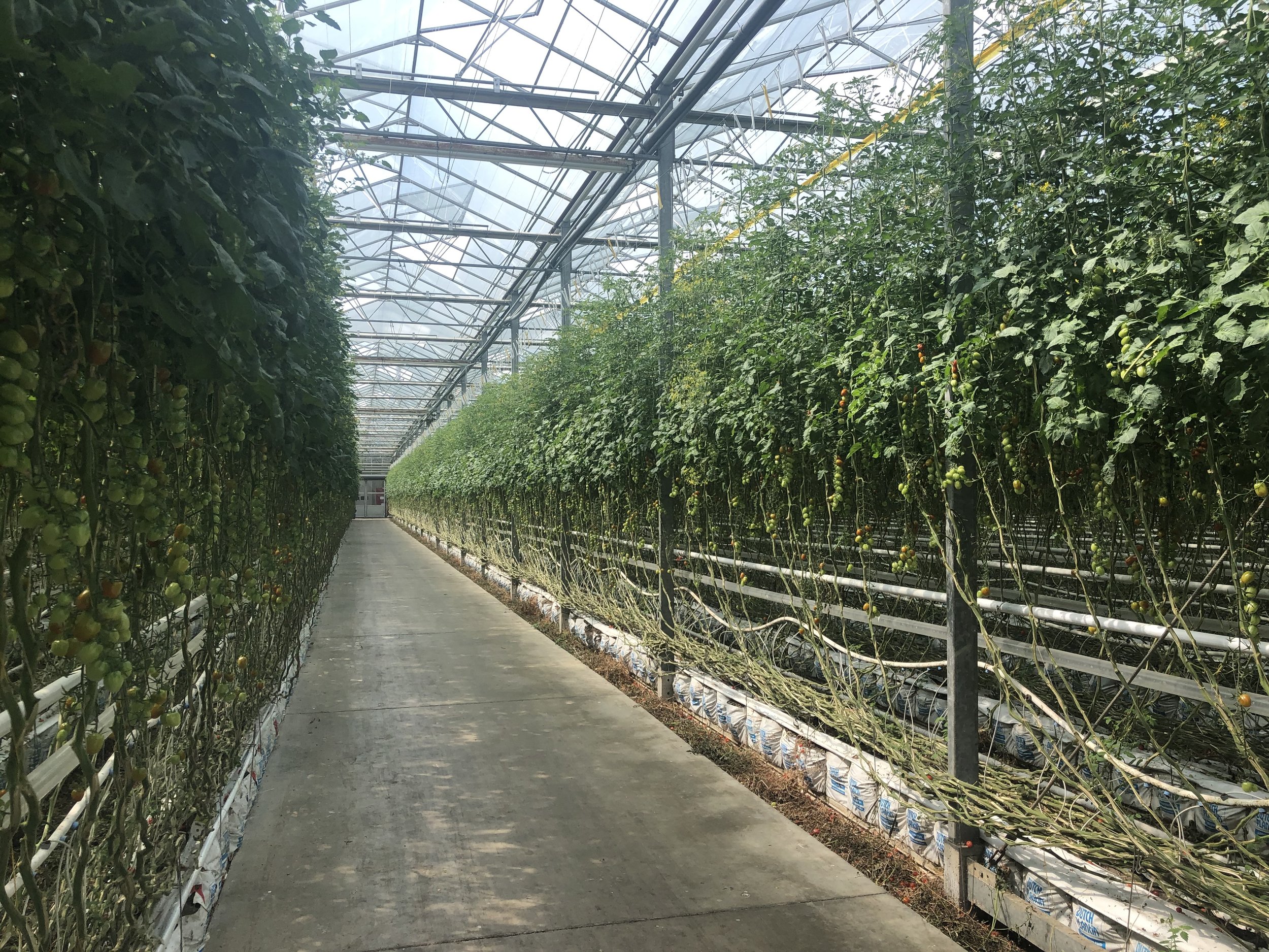 A greenhouse with rows of tomato plants growing along support structures, under a glass roof, with a walkway in the middle.
