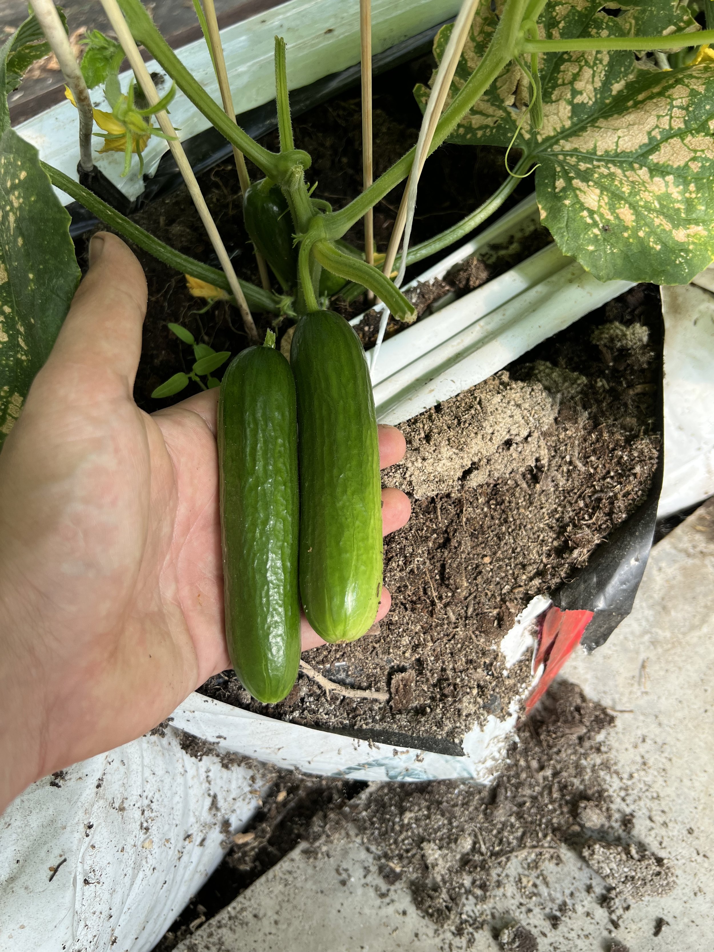 Two small cucumbers growing in a garden bed with dark soil, surrounded by green cucumber plant leaves and supported by bamboo sticks.