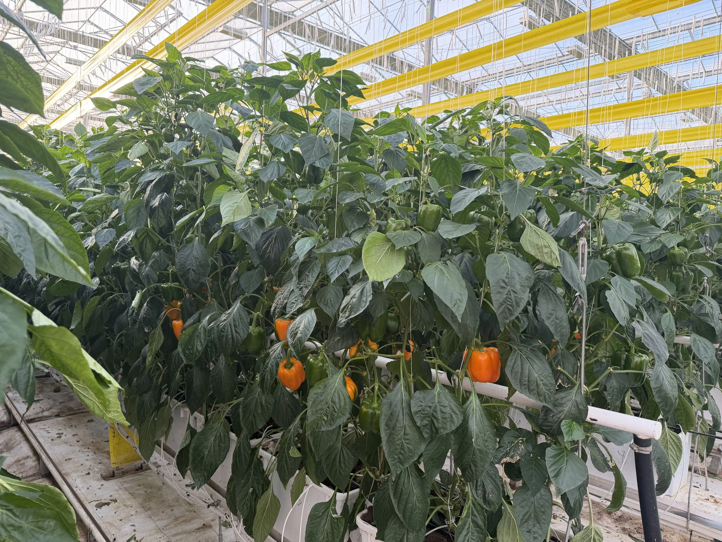 Green bell peppers growing on plants inside a greenhouse with yellow pipes on the ceiling.