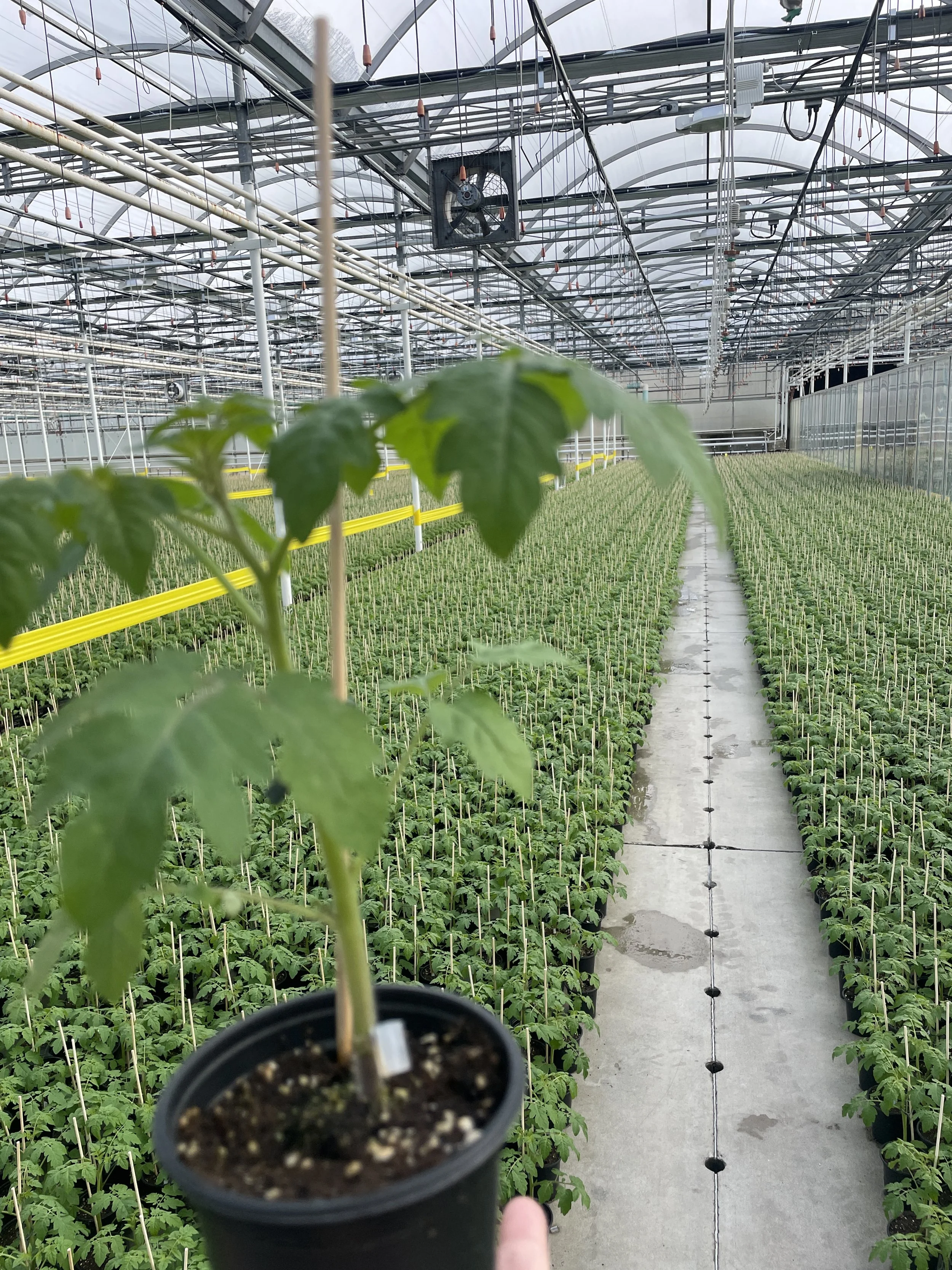 A potted plant with green leaves held by a person's finger in a greenhouse with rows of small plants and a concrete walkway.