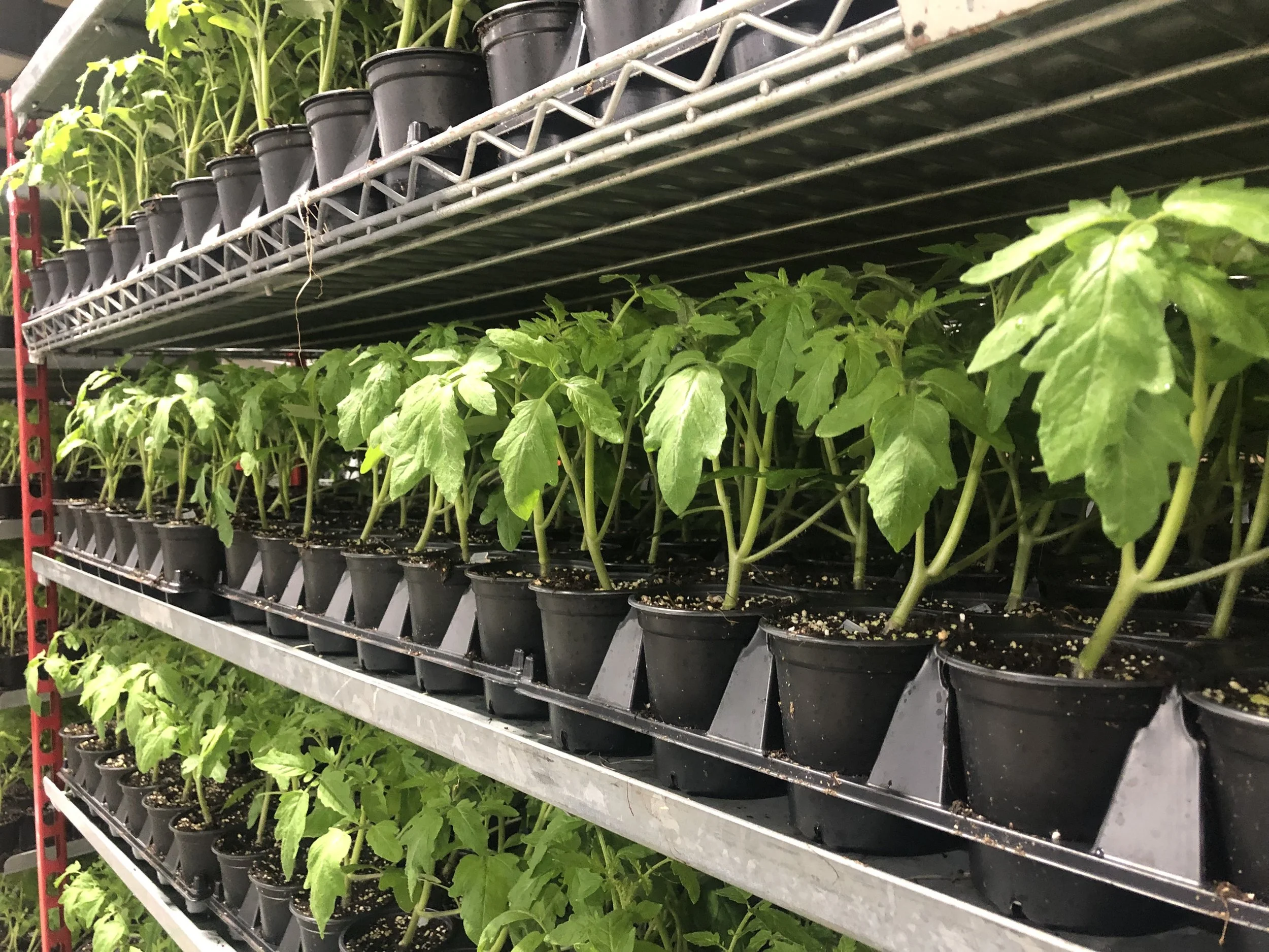 Shelves of black plastic pots filled with green tomato plants in a greenhouse or garden center.