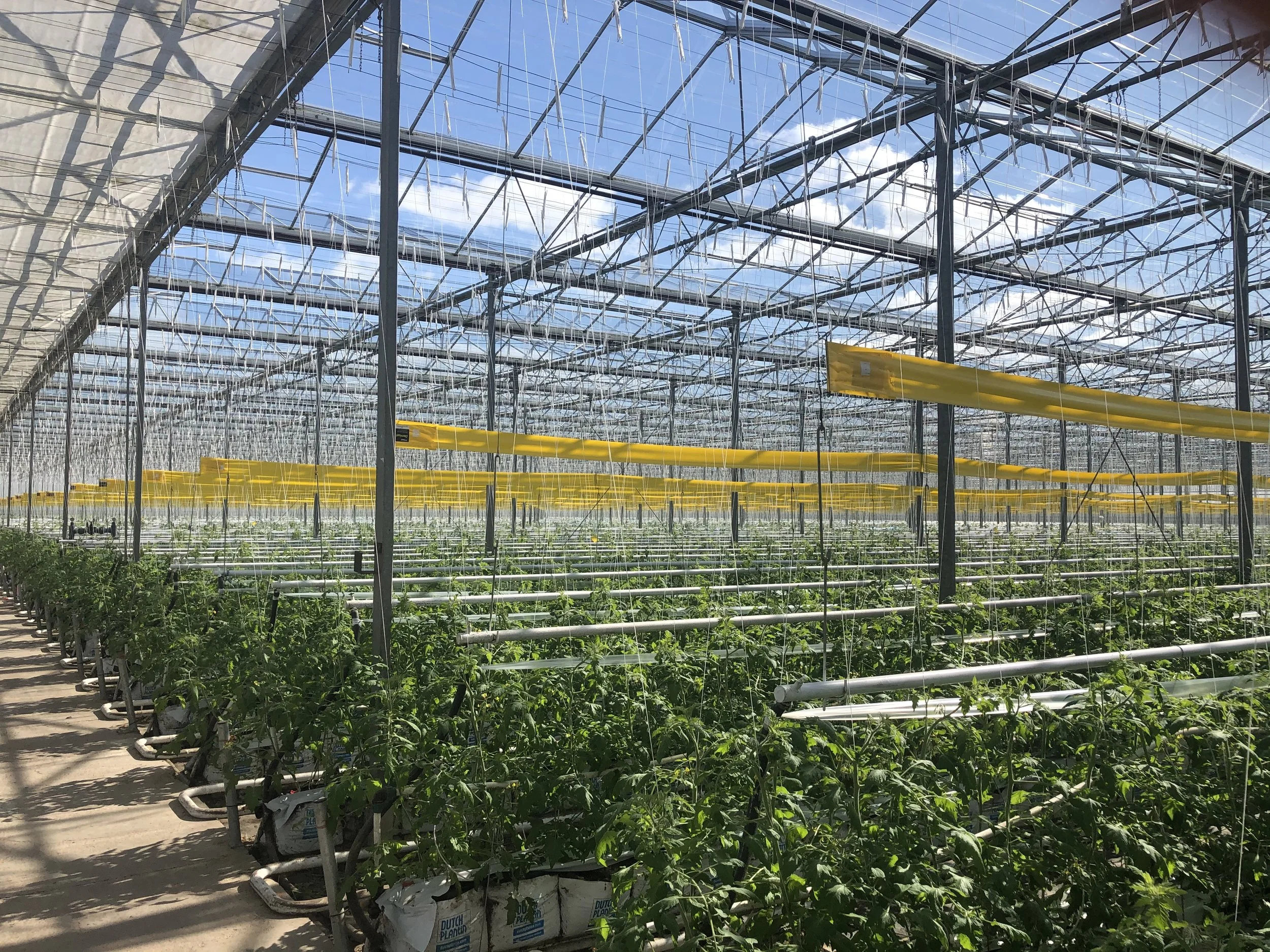 Inside a greenhouse with rows of tomato plants supported by white pipes and yellow horizontal supports under a glass roof against a blue sky with clouds.