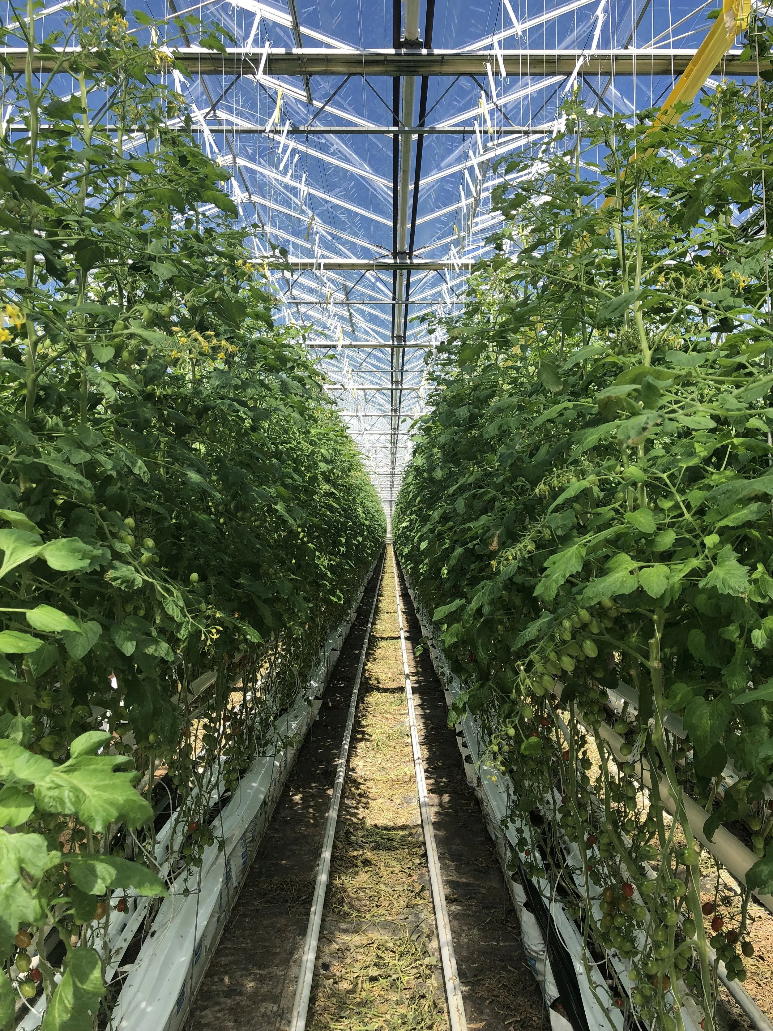 Rows of tomato plants growing in a greenhouse with a clear roof, supported by metal structures and irrigation pipes on the ground.