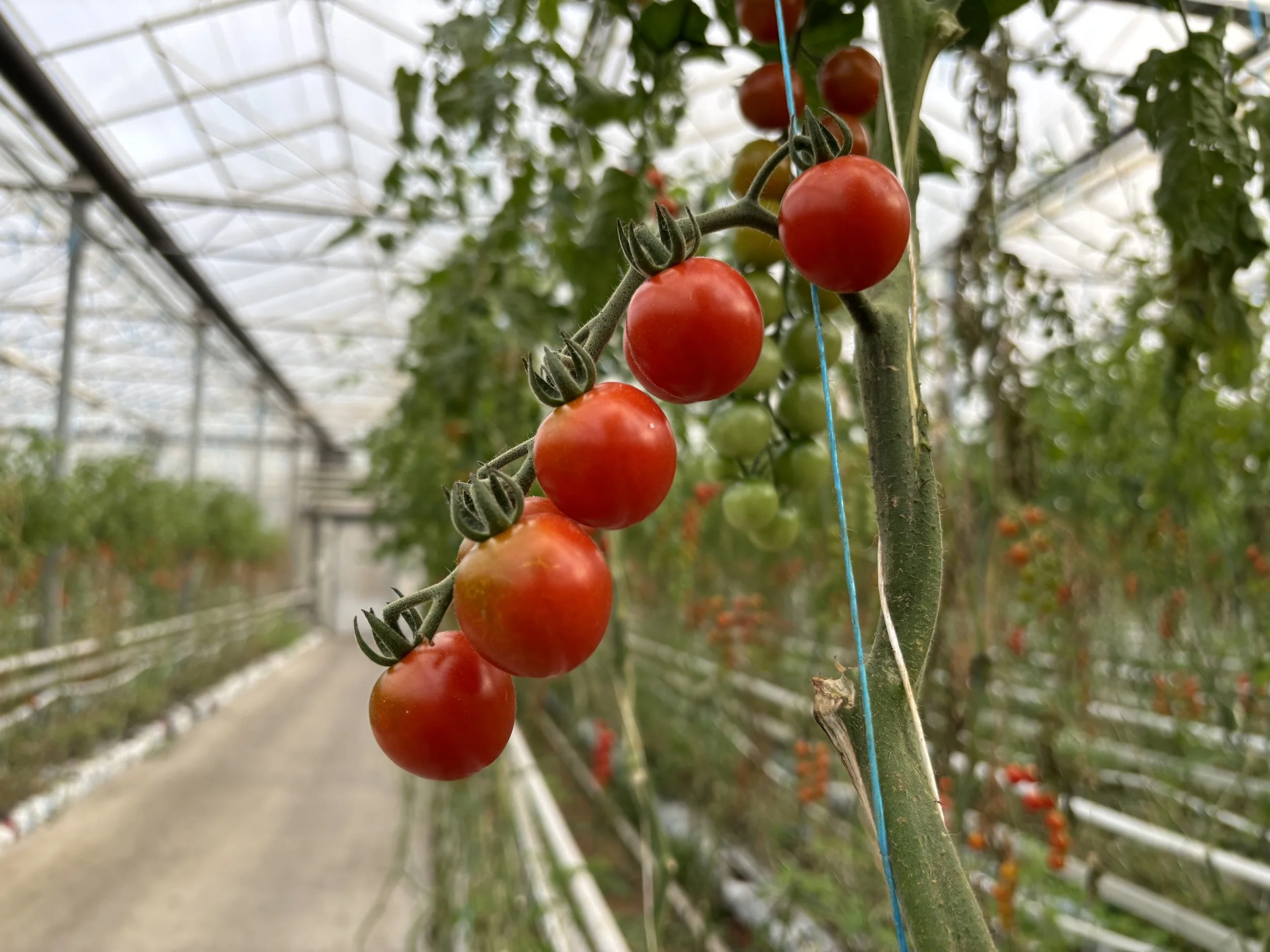 Red cherry tomatoes hanging on a vine inside a greenhouse with blurred green leaves in the background.