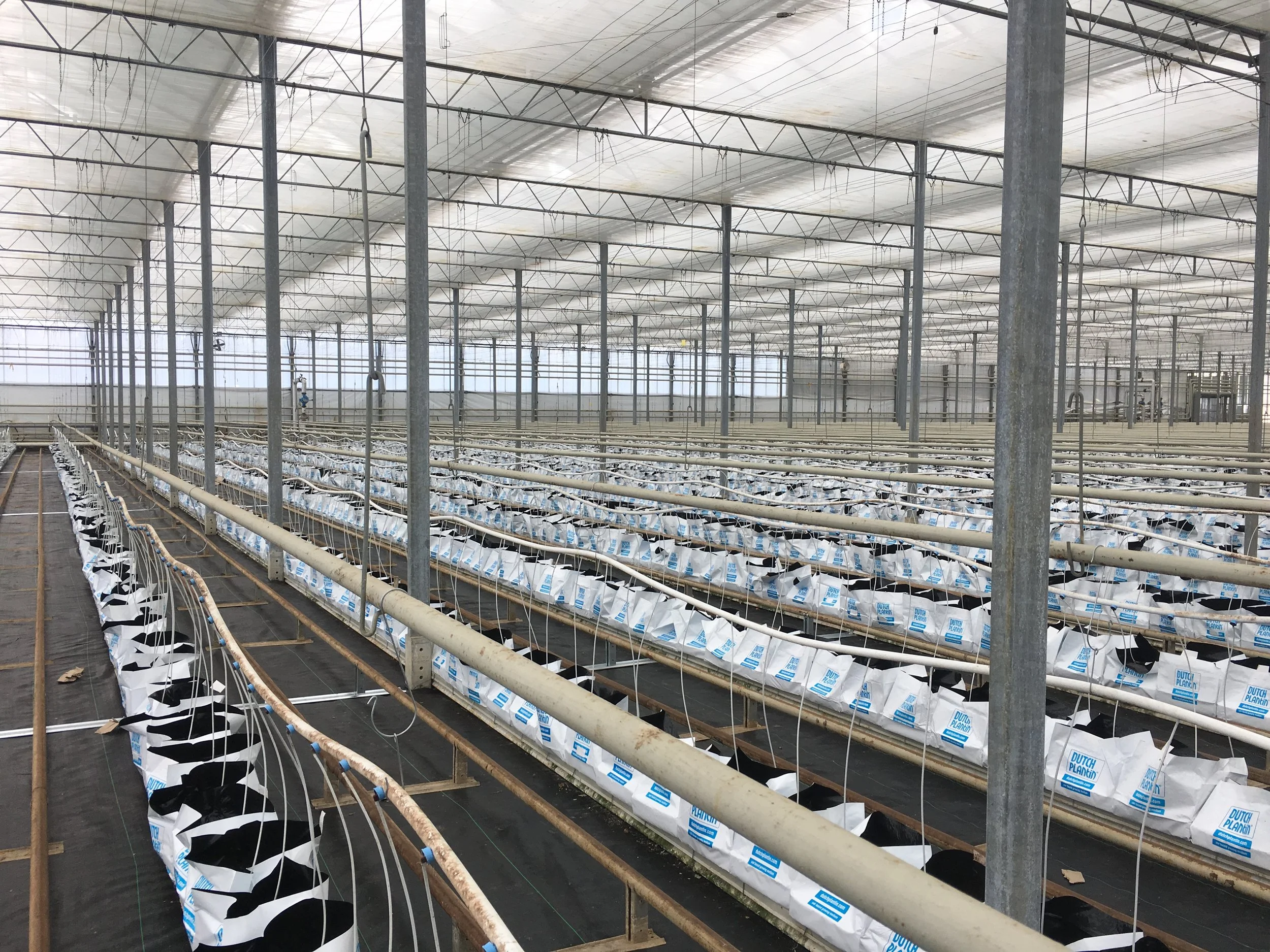 Inside a large commercial greenhouse with rows of white bags labeled 'Dutch Plantin' for planting seedlings. The greenhouse has a metal framework and a transparent roof with hanging irrigation lines.