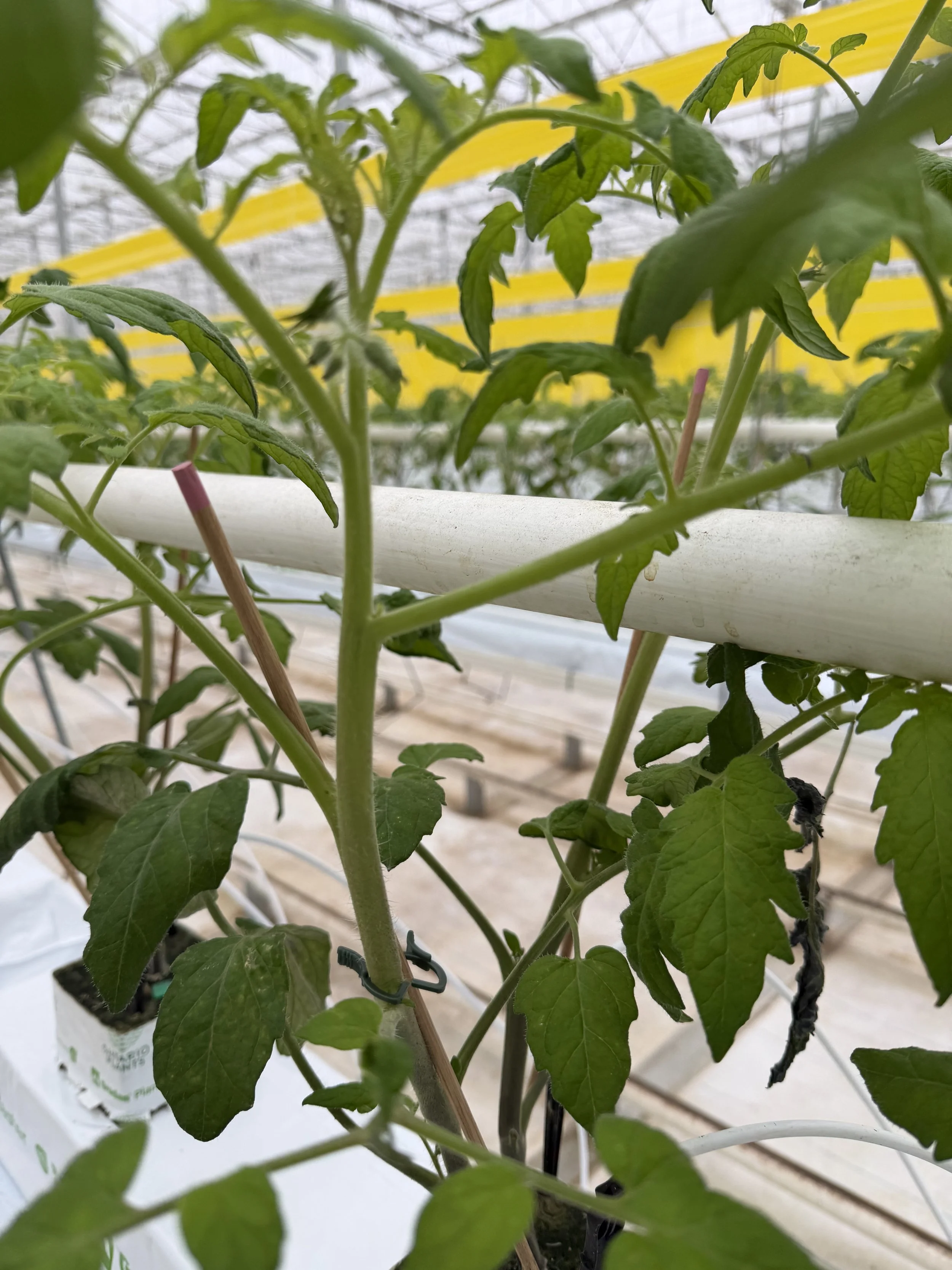Tomato plant growing in a hydroponic system with green leaves and stems.