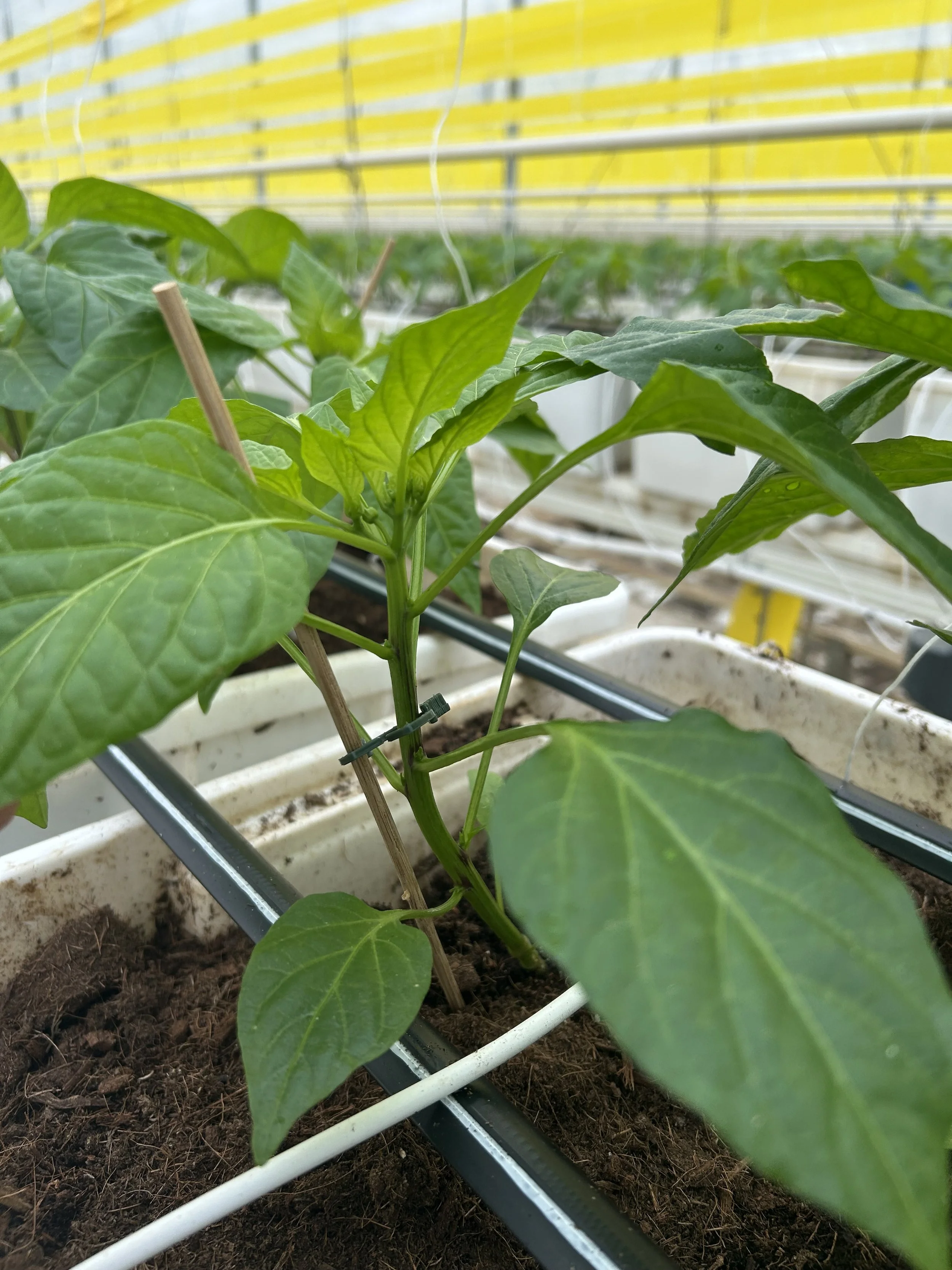 Green pepper plant growing in a hydroponic system inside a greenhouse with yellow walls or ceiling.