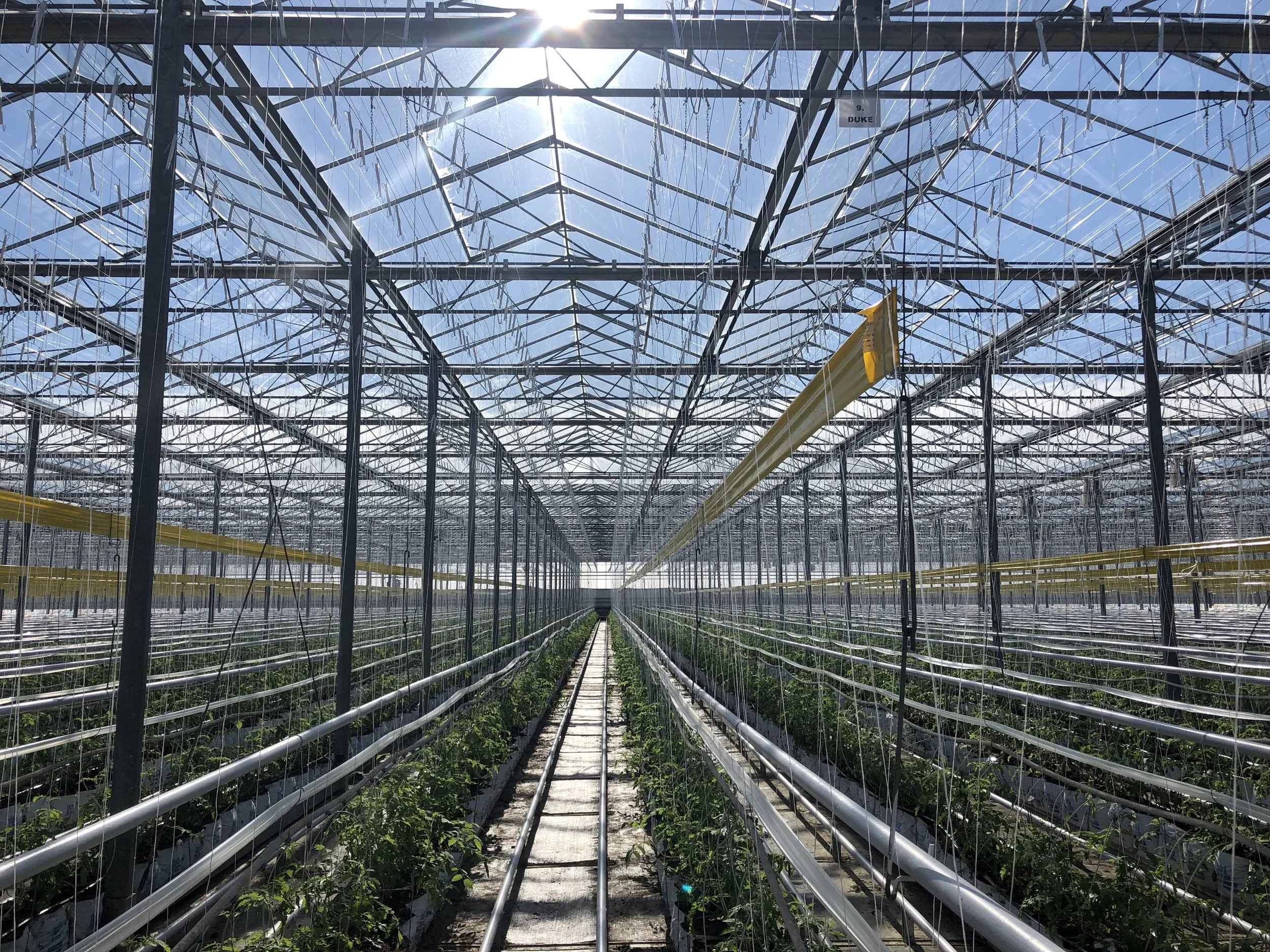 Inside a large greenhouse with metal framework and rows of growing plants. Sunlight is shining through the glass ceiling. Yellow support structures run above the plants.
