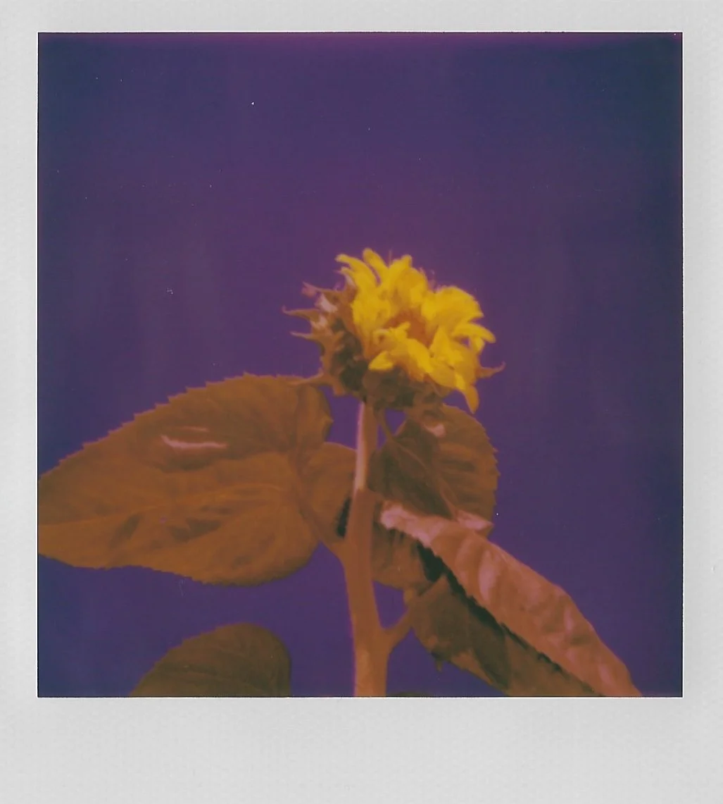 Polaroid photo of a yellow sunflower with green leaves against a deep purple background.