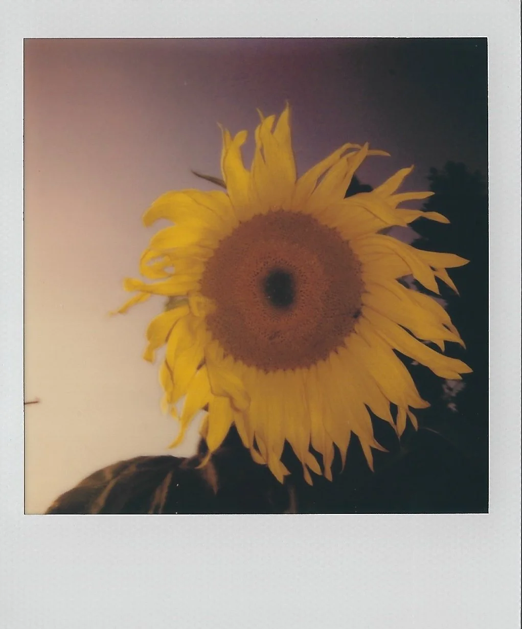 A close-up photo of a sunflower with yellow petals and a dark center against a sky background.