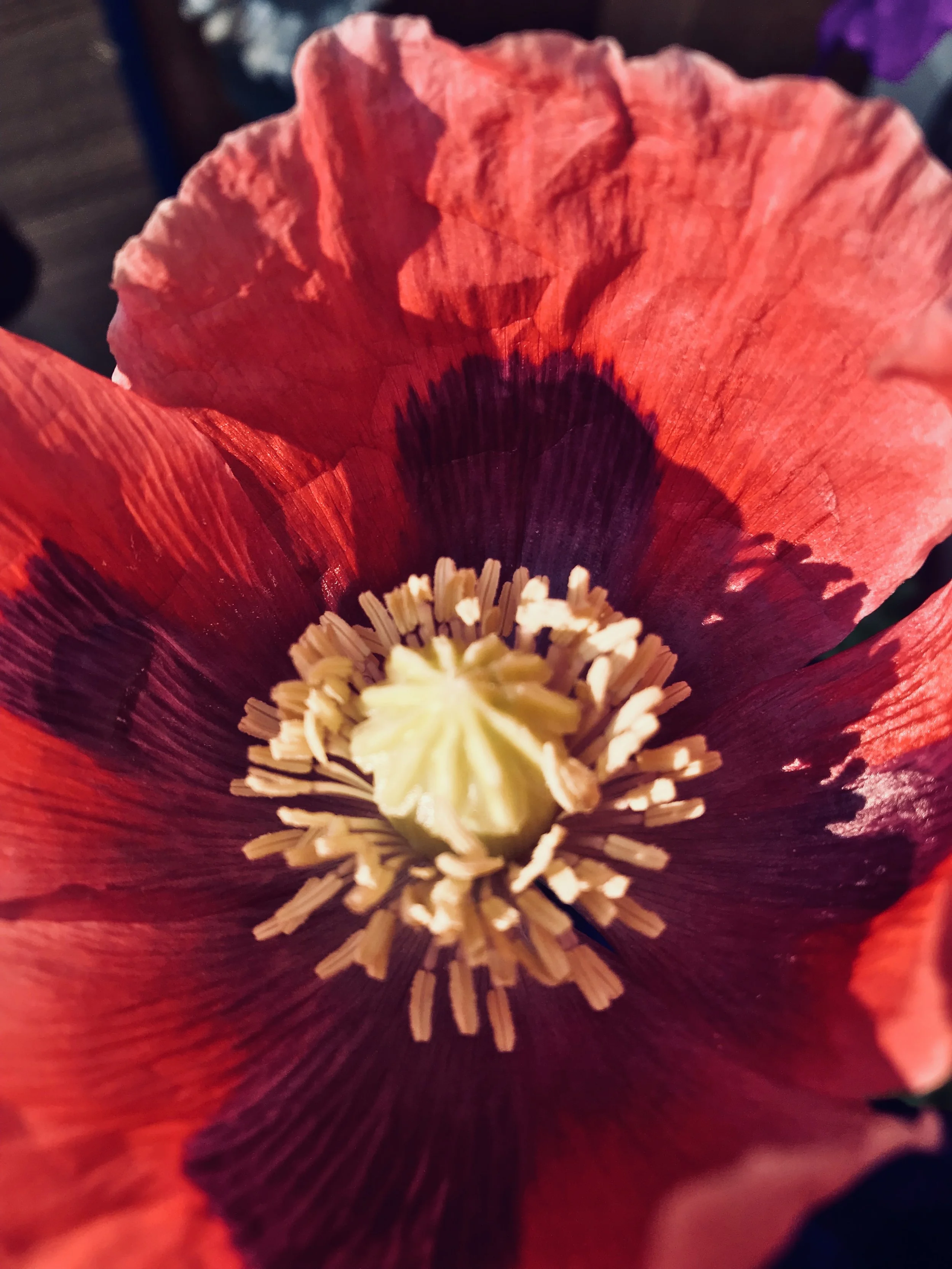 Close-up of a red poppy flower showing its petals and central reproductive structures.