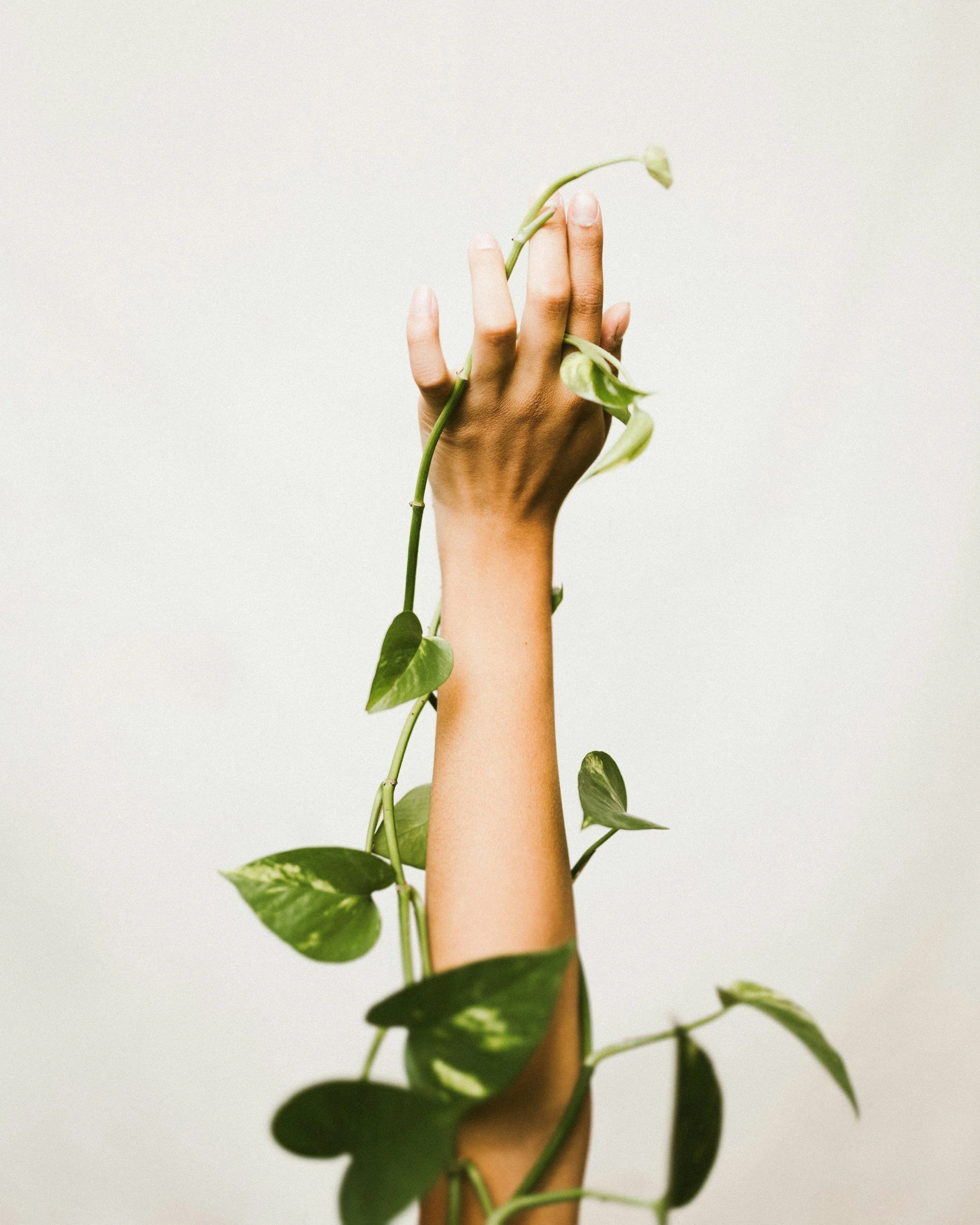 A hand holding a vine with green leaves against a plain white background.