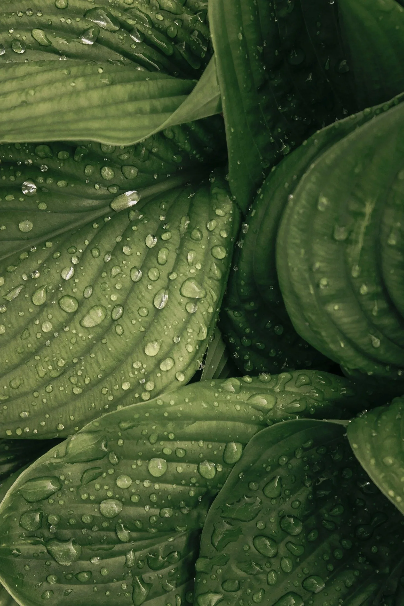 Close-up of green leaves with water droplets on their surface.
