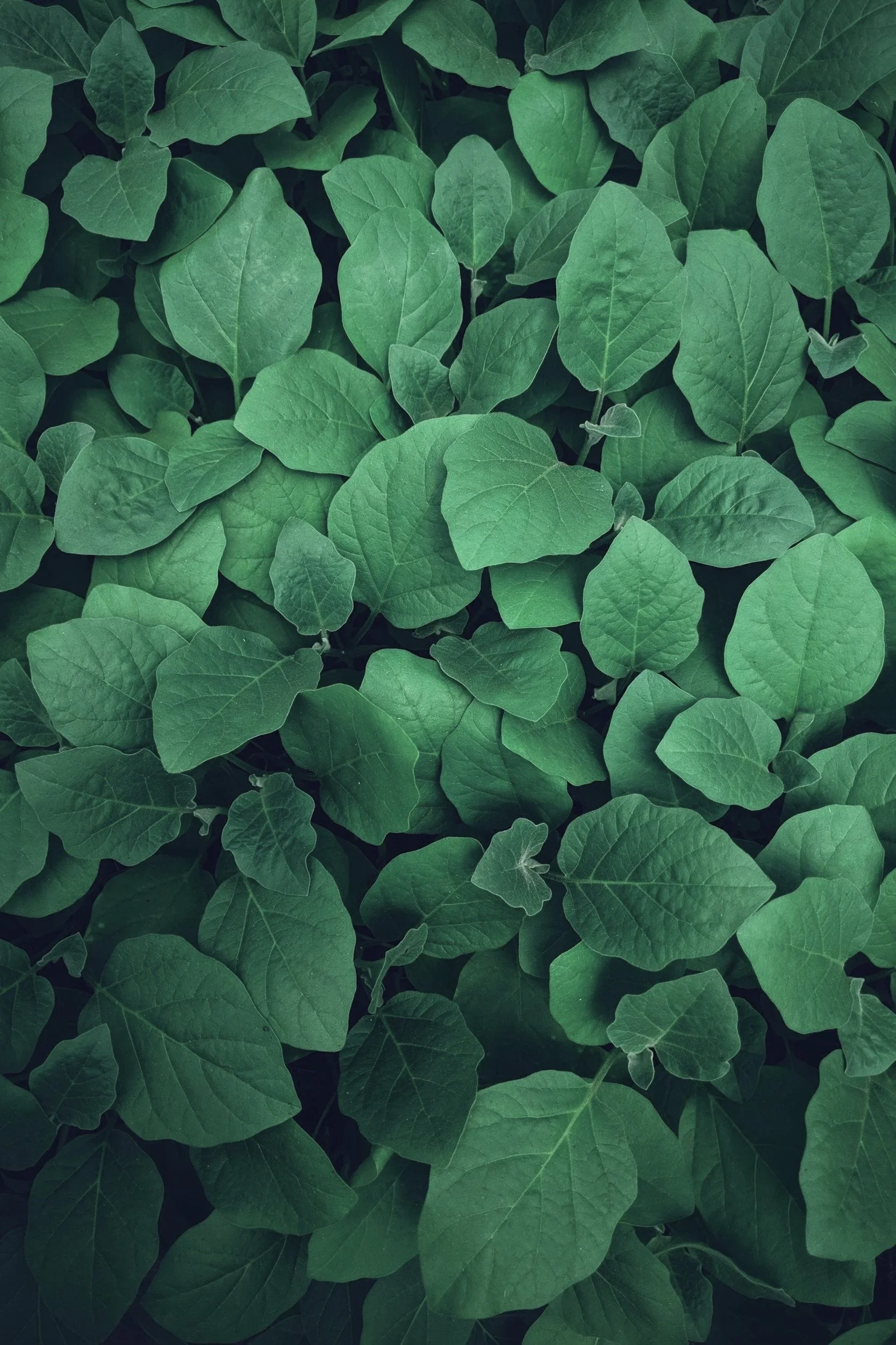 Close-up of green ivy leaves covering the ground.